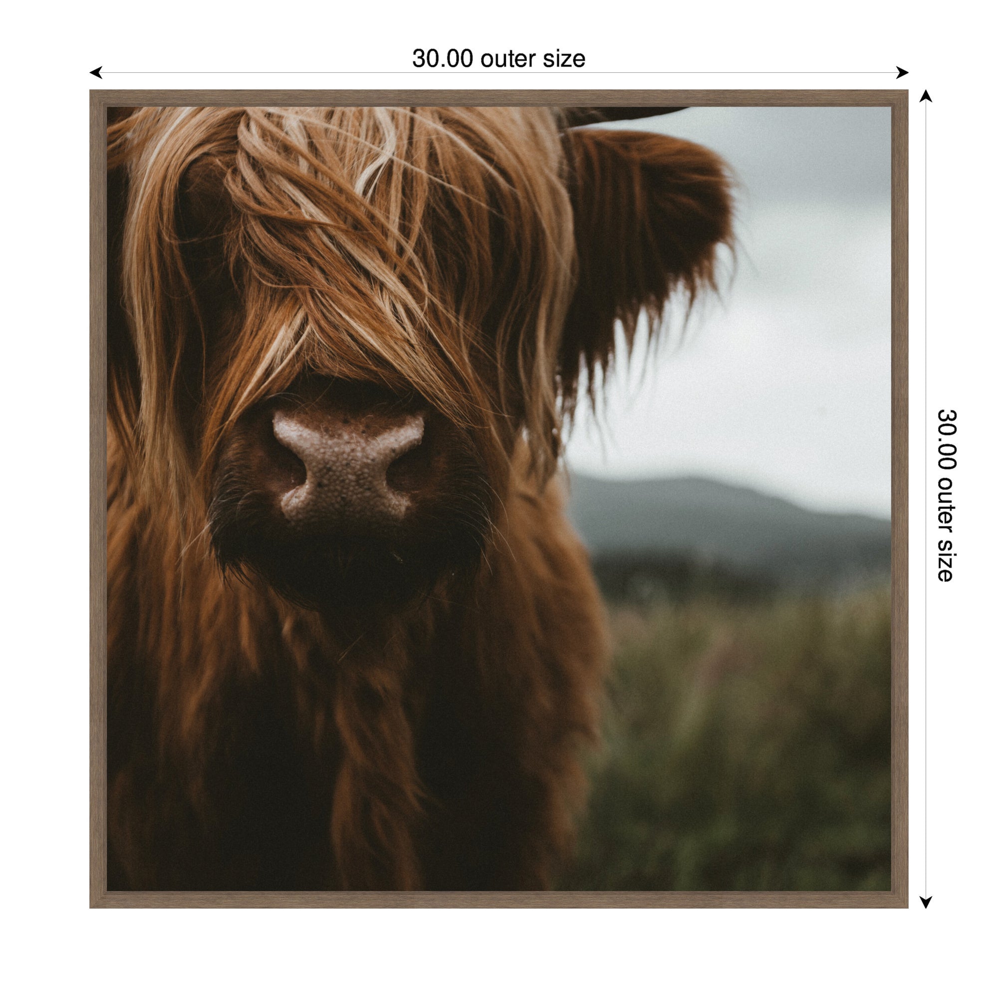 Close Up of Scottish Highland Cattle Baby SQ by Michael Schauer Framed Canvas Wall Art Print
