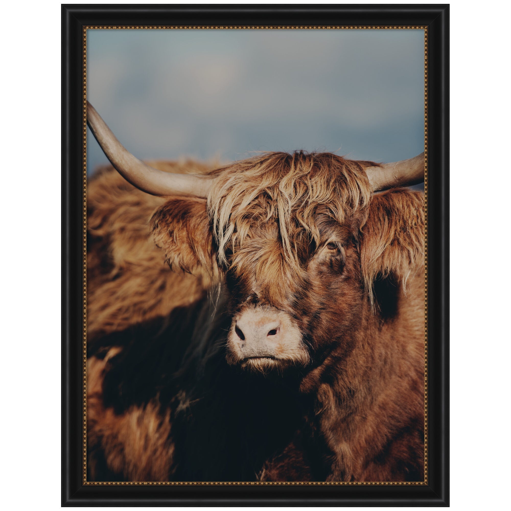 Highland Cow No.
5 by Laura Evans Framed Wall Art Print