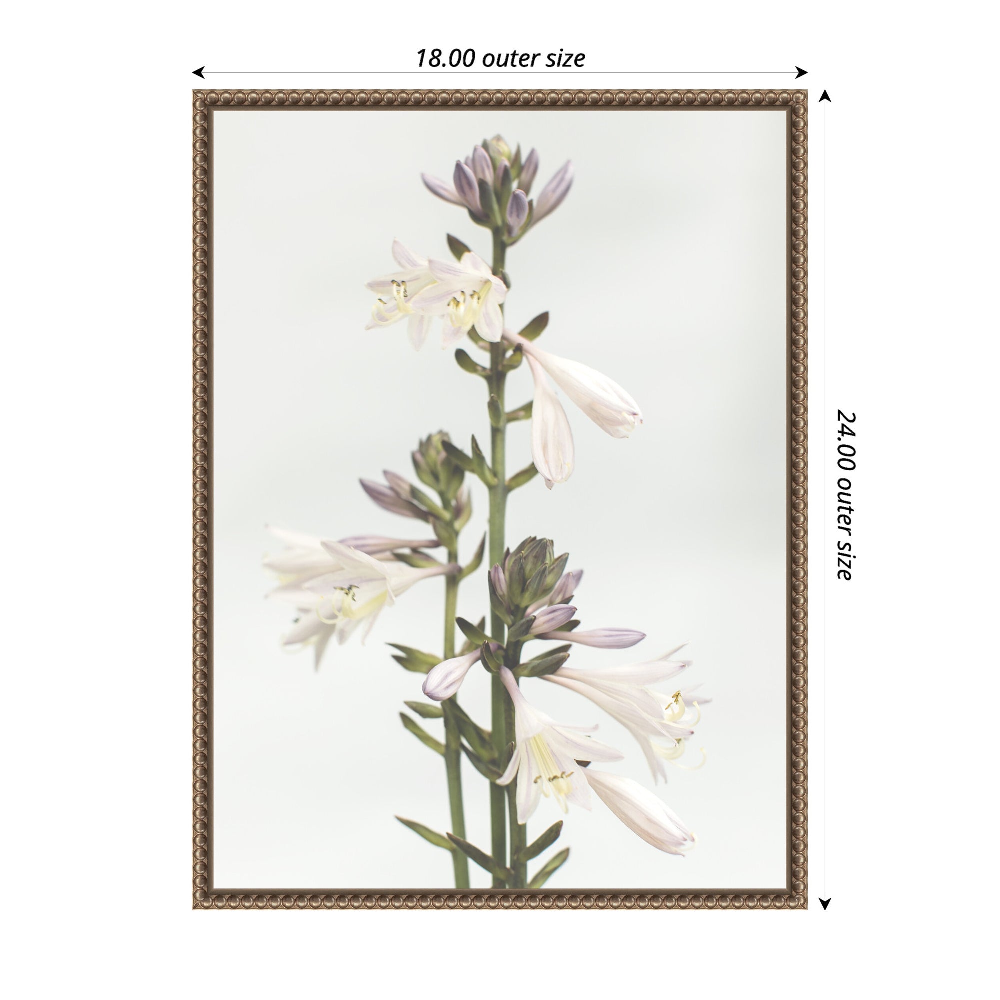 Sylvie Hosta Framed Canvas by Alicia Abla