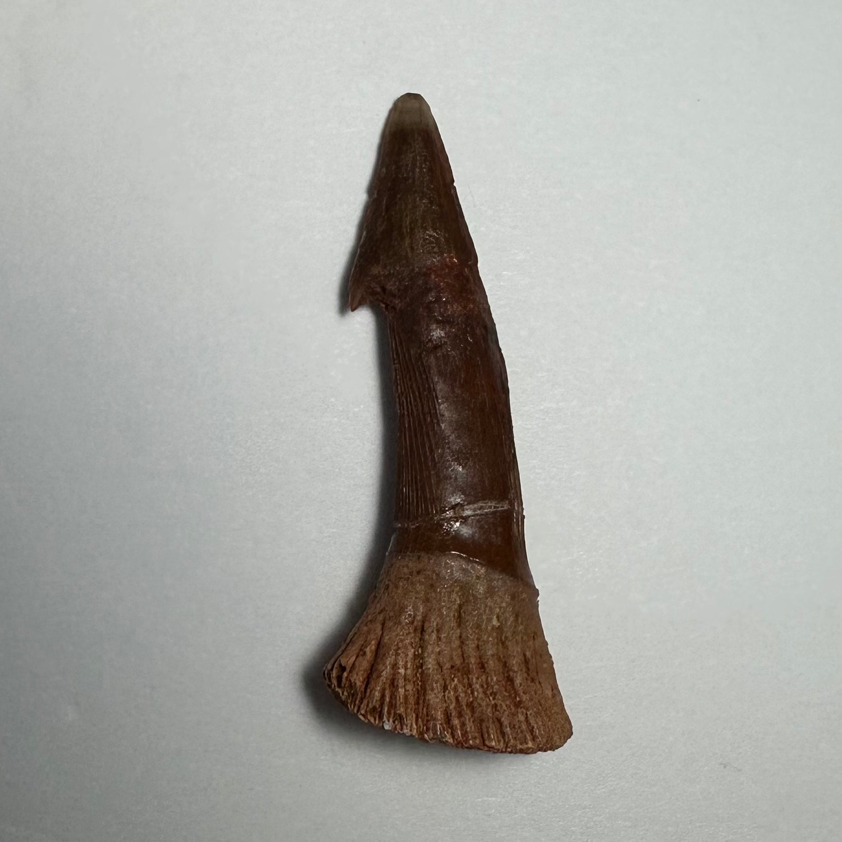 Onchopristis Barb/Tooth (MD) Fossil from Morocco