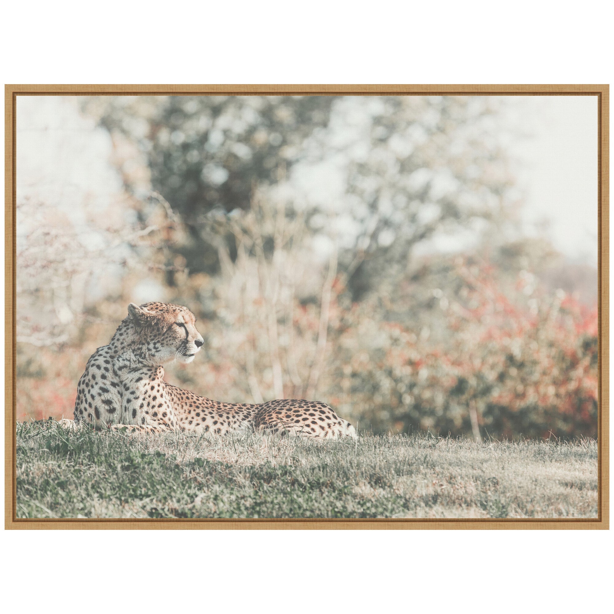 Sylvie Cheetah Glance Framed Canvas by Alicia Abla