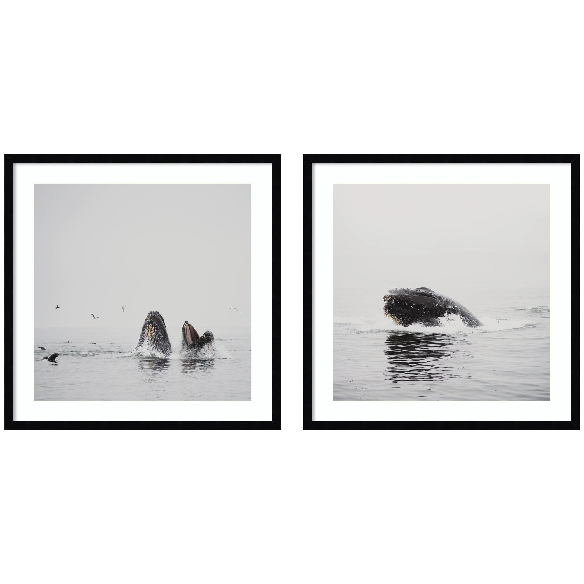 Humpback Whale 2 Piece Framed Wall Art Print Set by Laura Evans