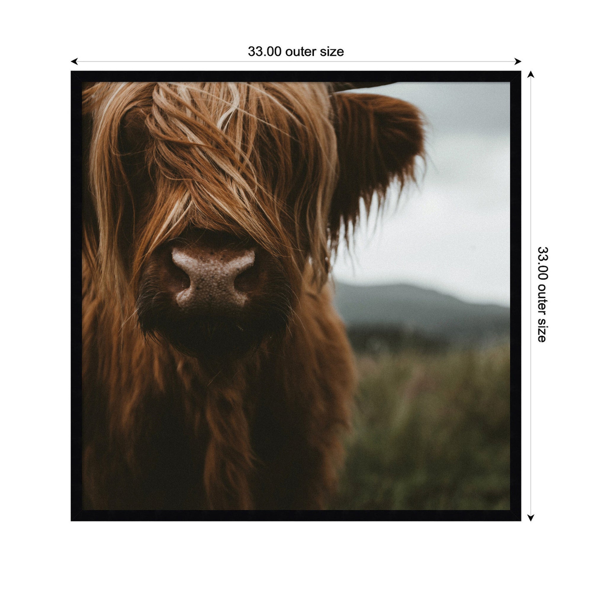 Close Up of Scottish Highland Cattle Baby SQ by Michael Schauer Framed Wall Art Print