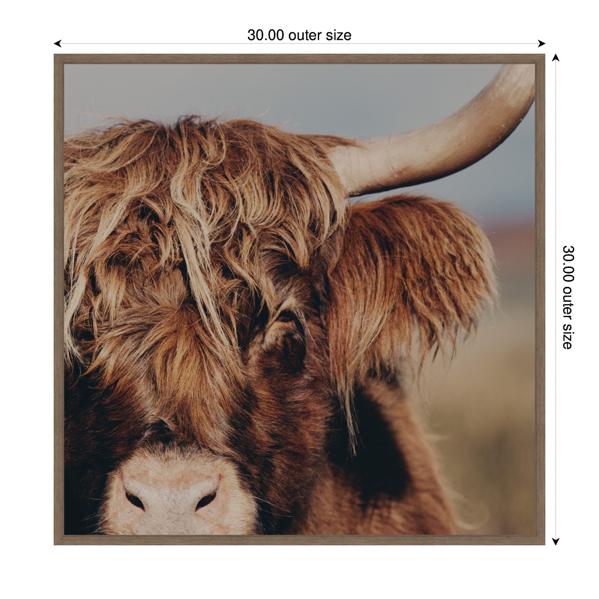 Nosy Highland by Laura Evans Framed Canvas Wall Art Print