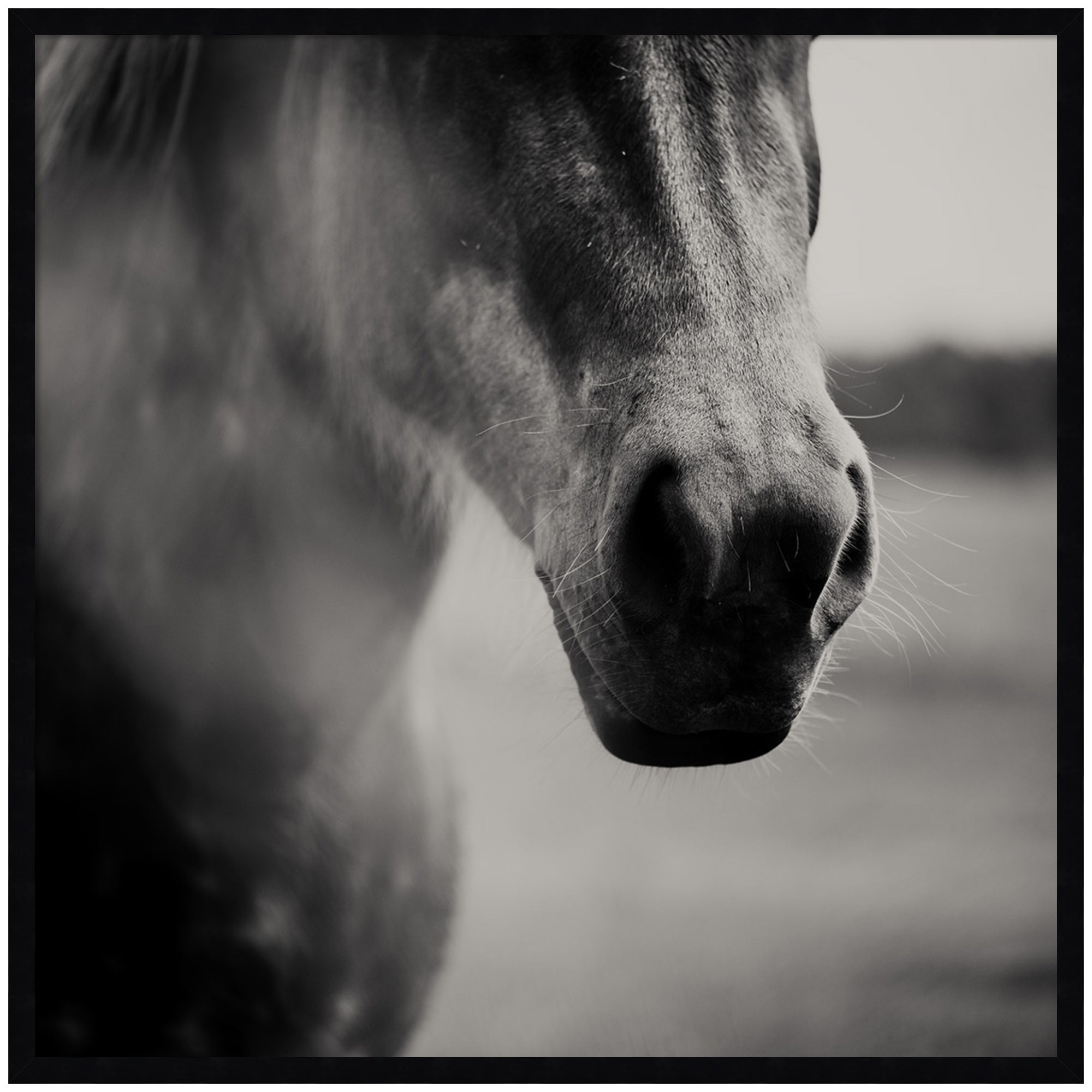 Horse Like Velvet by Laura Evans, framed wall art print showing a dark horse silhouette against a muted background