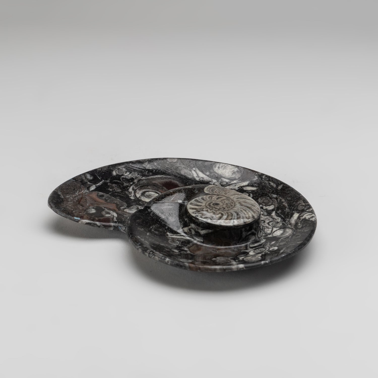 Close-up of a small polished spiral plate made from Ammonite and Orthoceras fossils showing intricate spiral fossil patterns