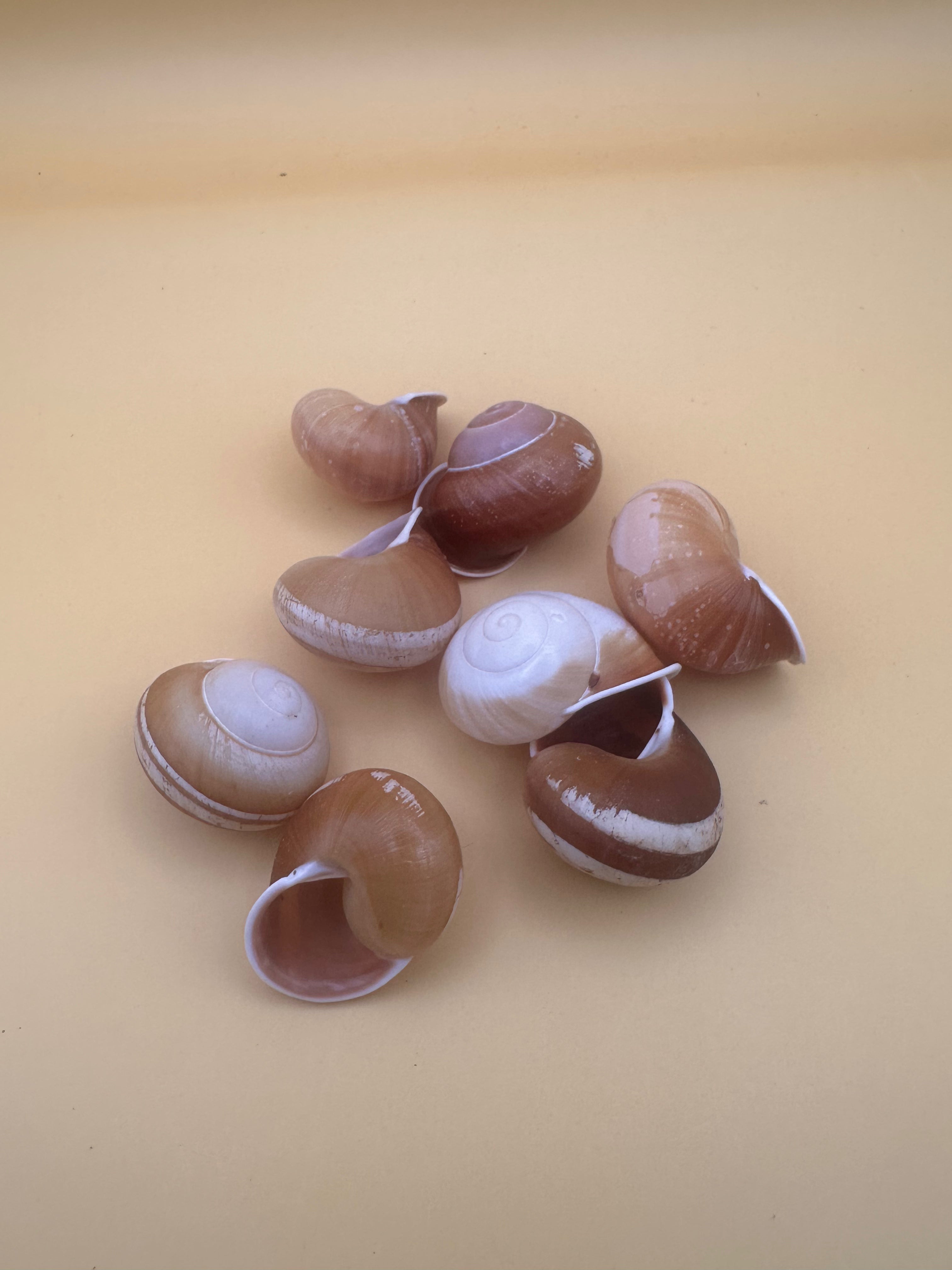 Close-up of Calocochlia land snail shells showing golden, cream, brown, and white banded patterns