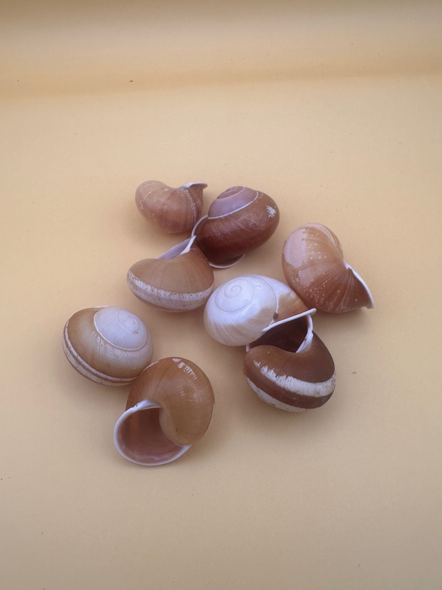 Close-up of Calocochlia land snail shells showing golden, cream, brown, and white banded patterns