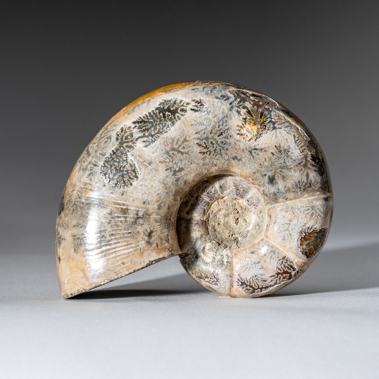 Close-up of a hand polished natural calcified ammonite fossil showing spiral shape and iridescent yellow tones