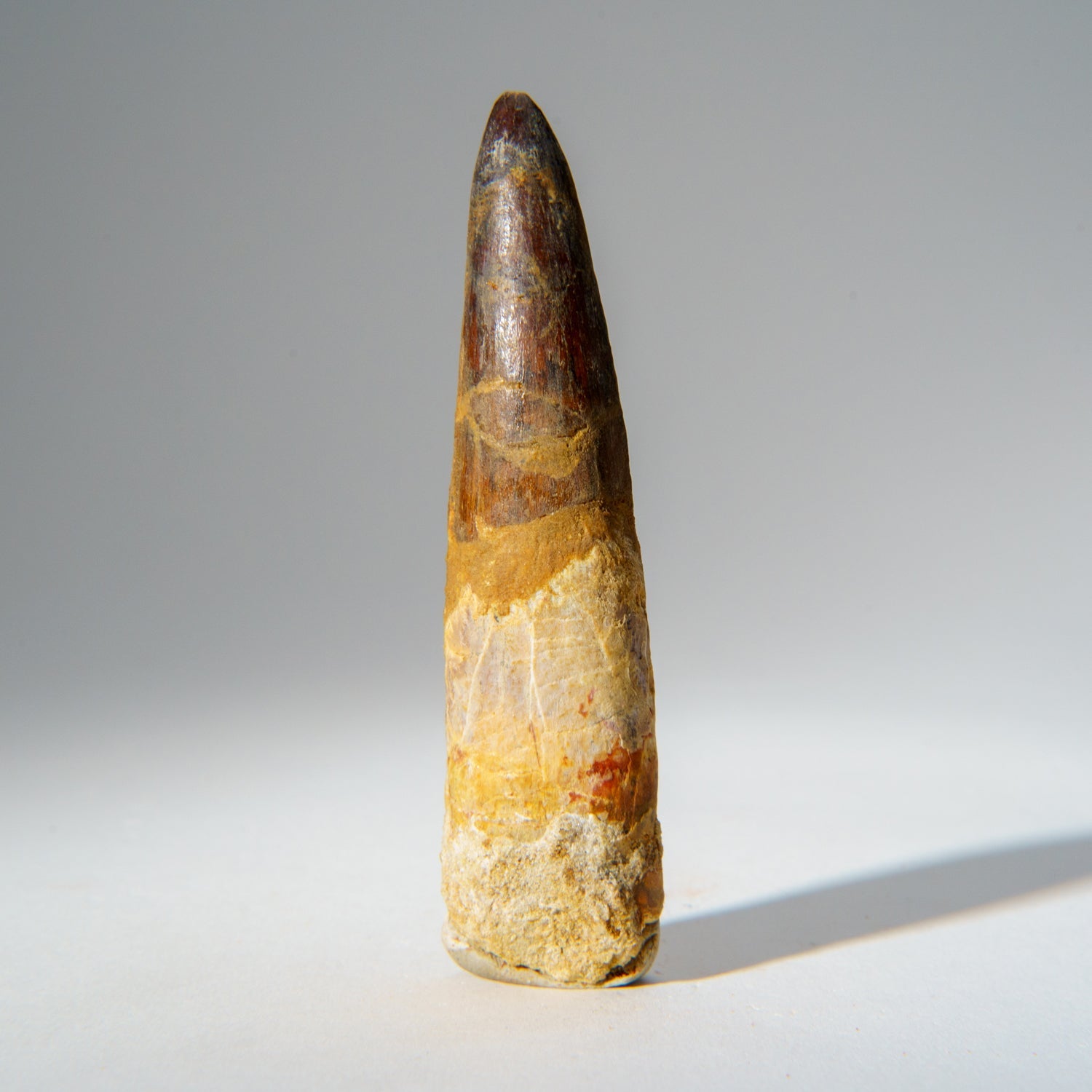 Genuine Mosasaurus Tooth in Display Case (51.9 grams) by Astro Gallery of Gems - main product image for Resin Society