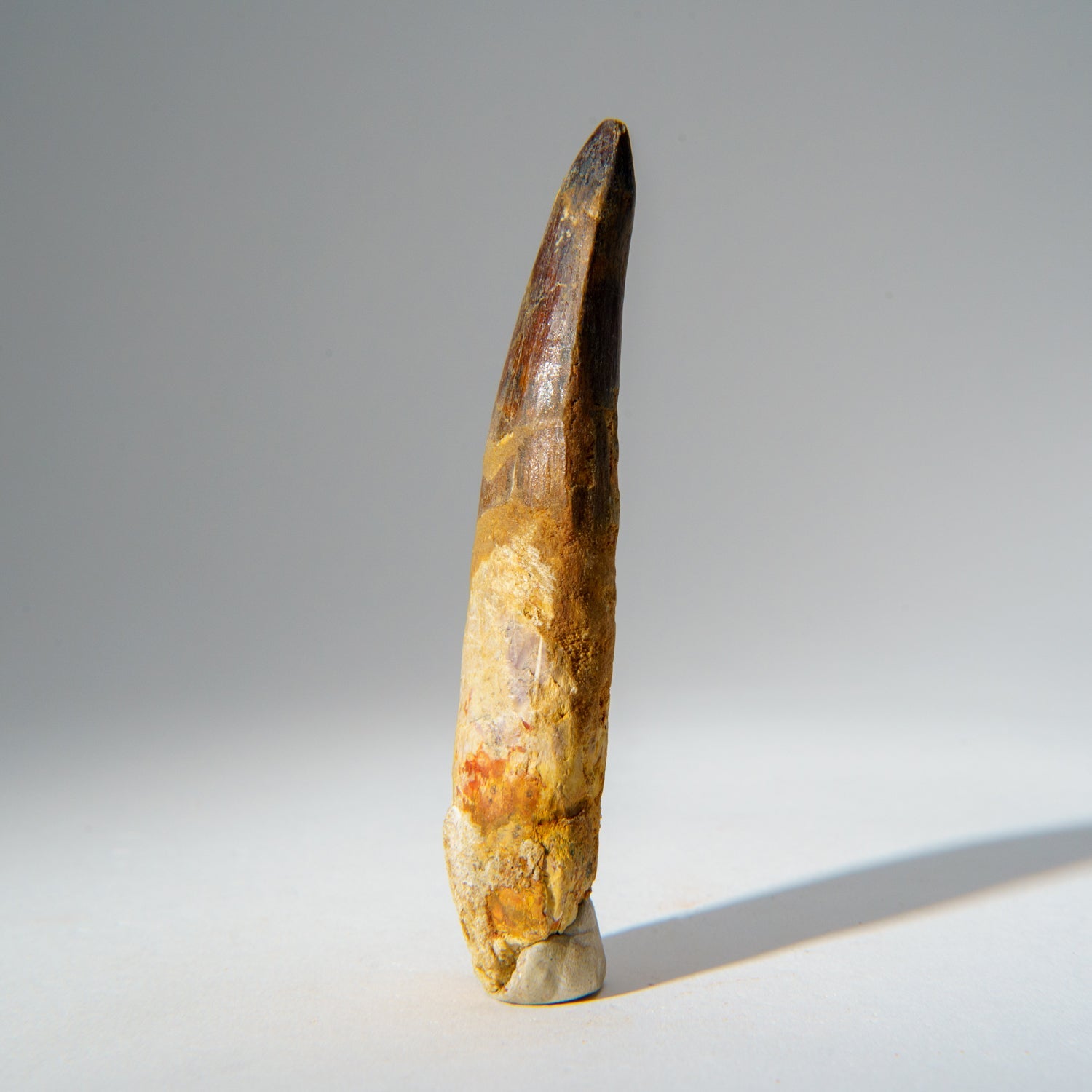 Genuine Mosasaurus Tooth in Display Case (51.9 grams) by Astro Gallery of Gems - product image 4 for Resin Society