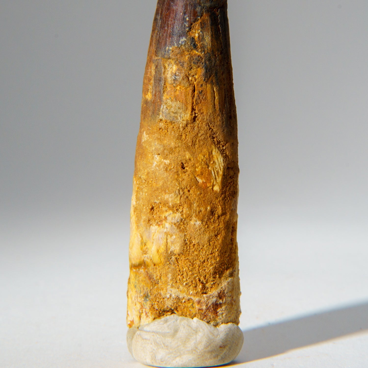 Genuine Mosasaurus Tooth in Display Case (51.9 grams) by Astro Gallery of Gems - product image 5 for Resin Society