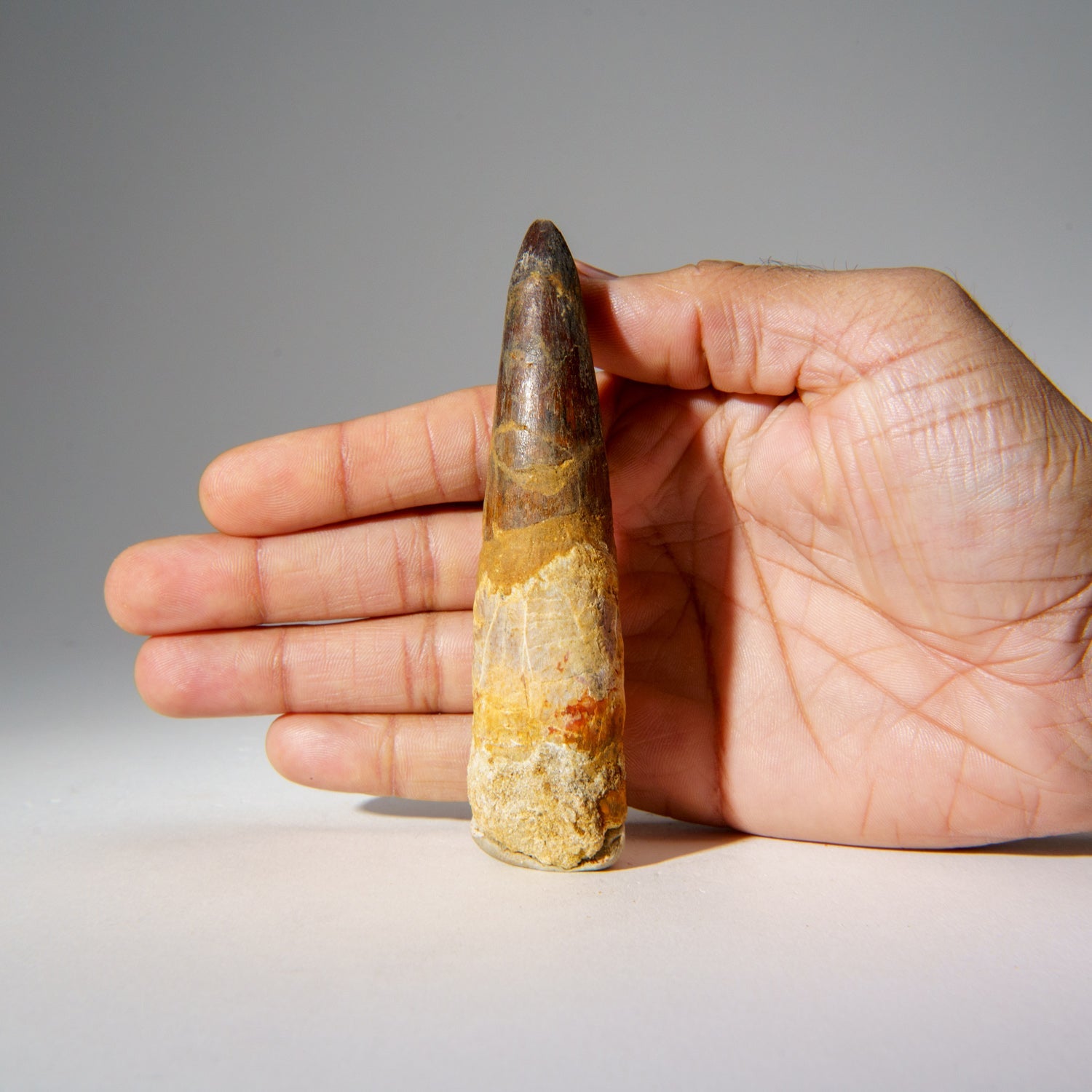 Genuine Mosasaurus Tooth in Display Case (51.9 grams) by Astro Gallery of Gems - product image 3 for Resin Society