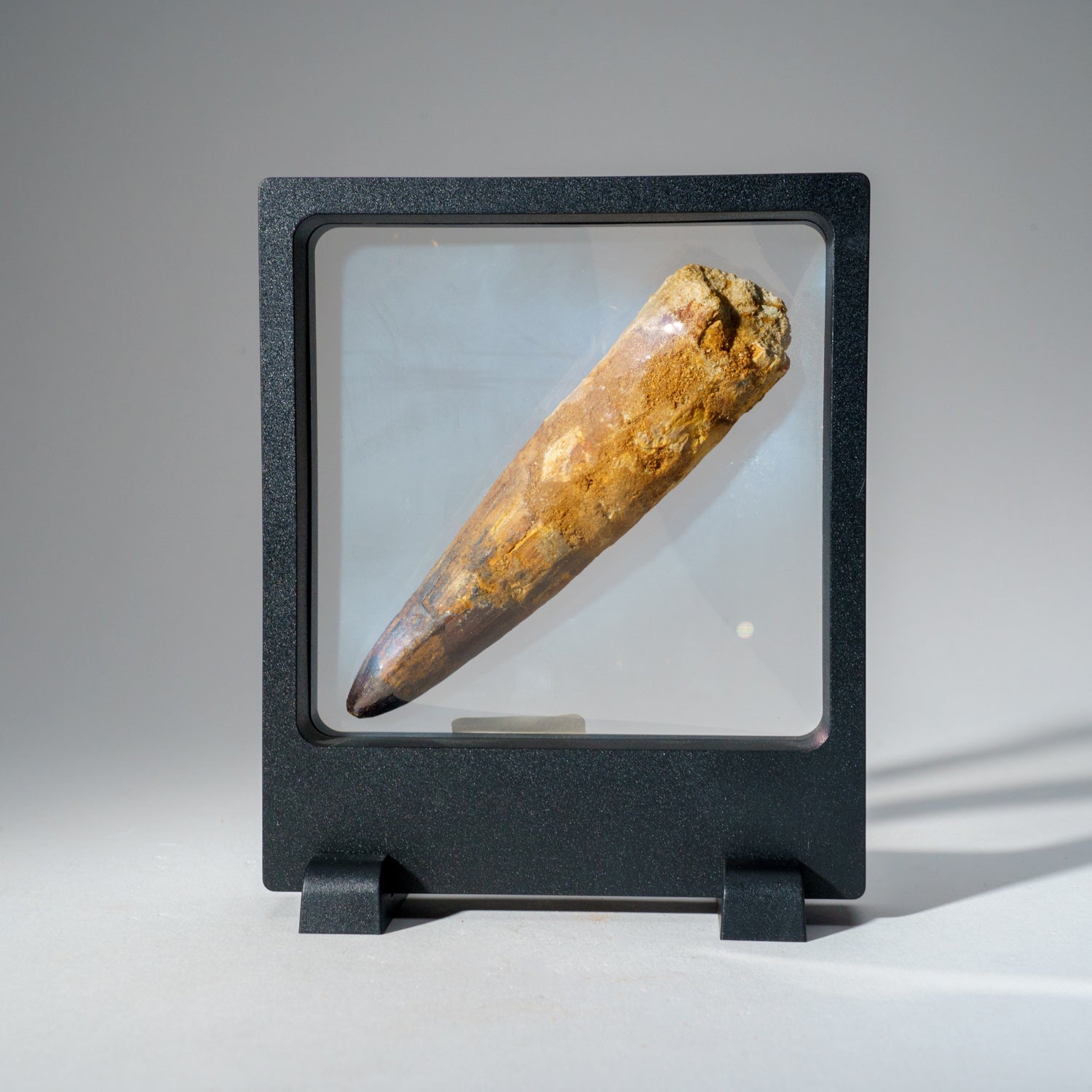 Genuine Mosasaurus Tooth in Display Case (51.9 grams) by Astro Gallery of Gems - product image 7 for Resin Society