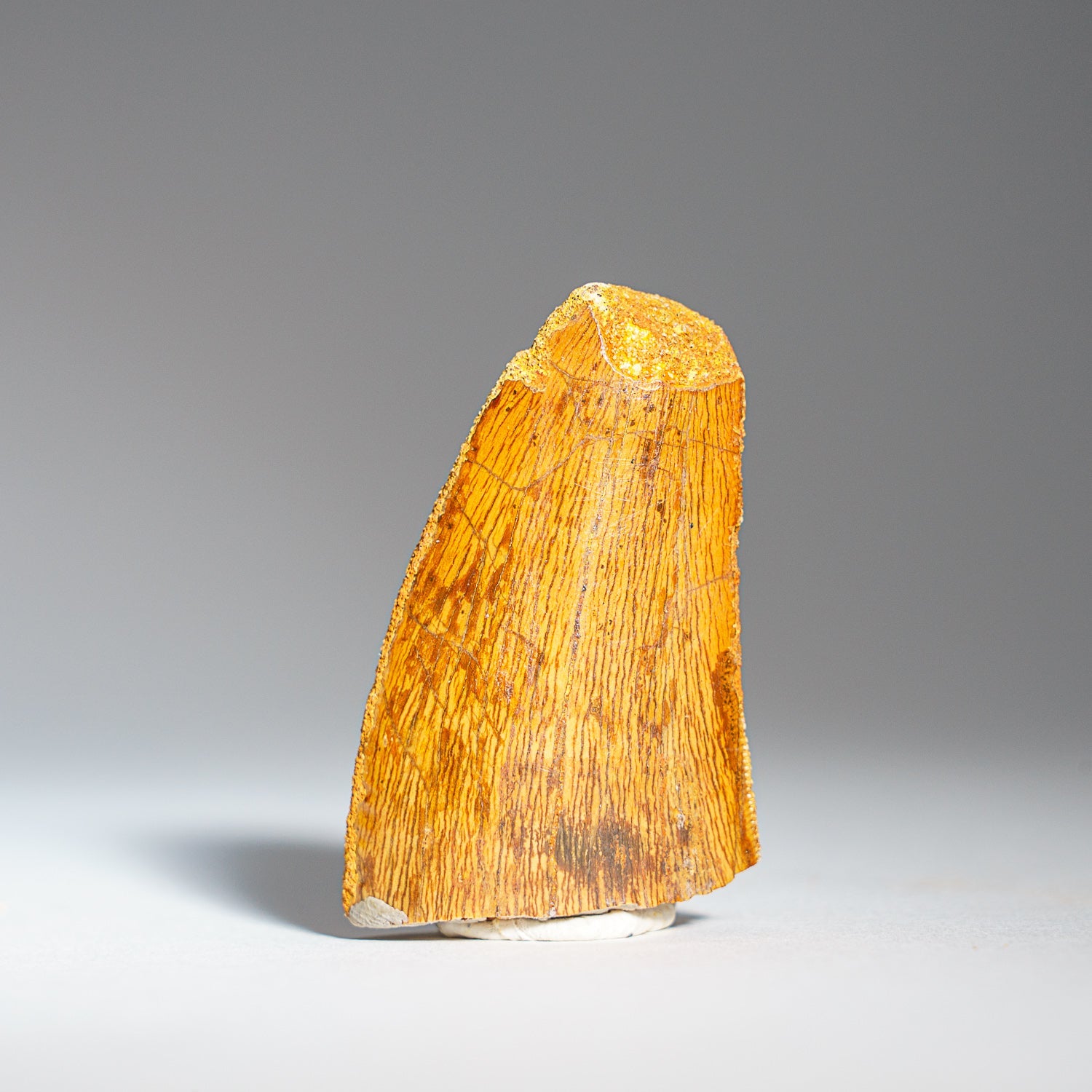 Fossilized Carcharodontosaurus tooth displayed in glass box on black stand