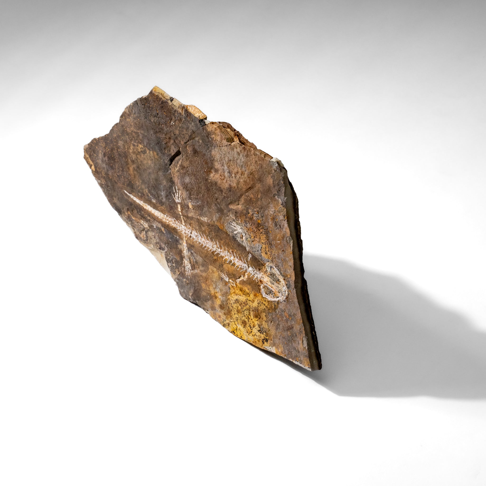 Genuine Liaoxitriton Fossil Plate (199.5 grams) by Astro Gallery of Gems - product image 4 for Resin Society