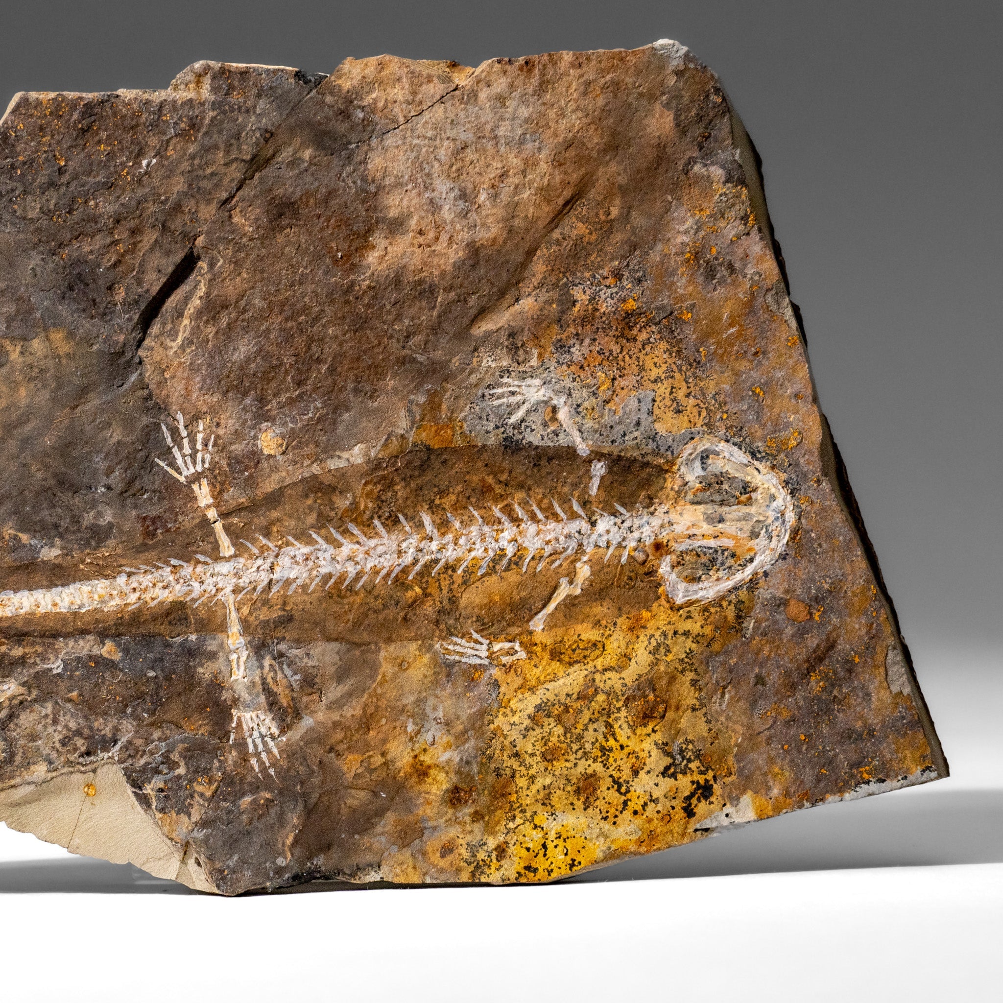 Genuine Liaoxitriton Fossil Plate (199.5 grams) by Astro Gallery of Gems - product image 2 for Resin Society