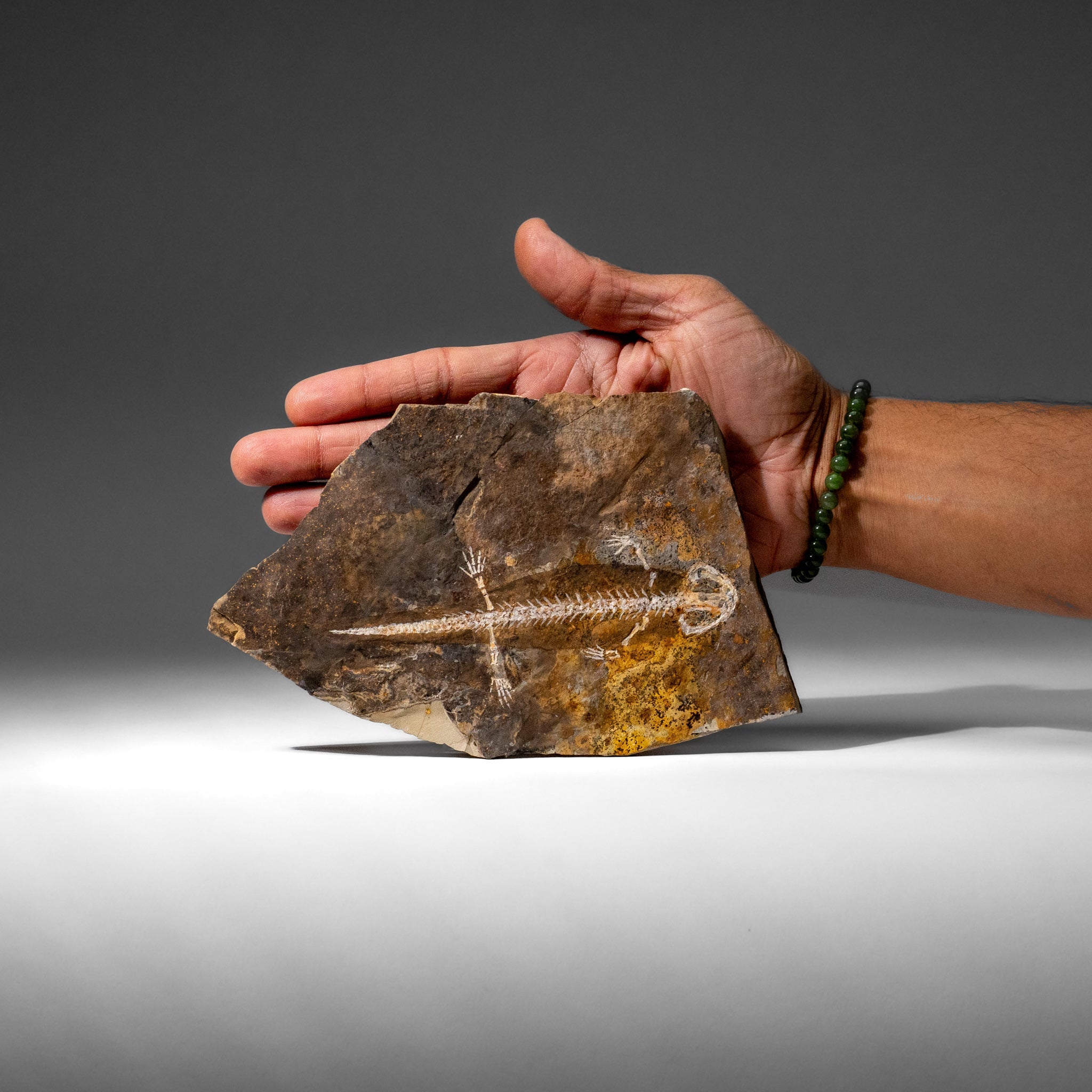 Genuine Liaoxitriton Fossil Plate (199.5 grams) by Astro Gallery of Gems - product image 3 for Resin Society