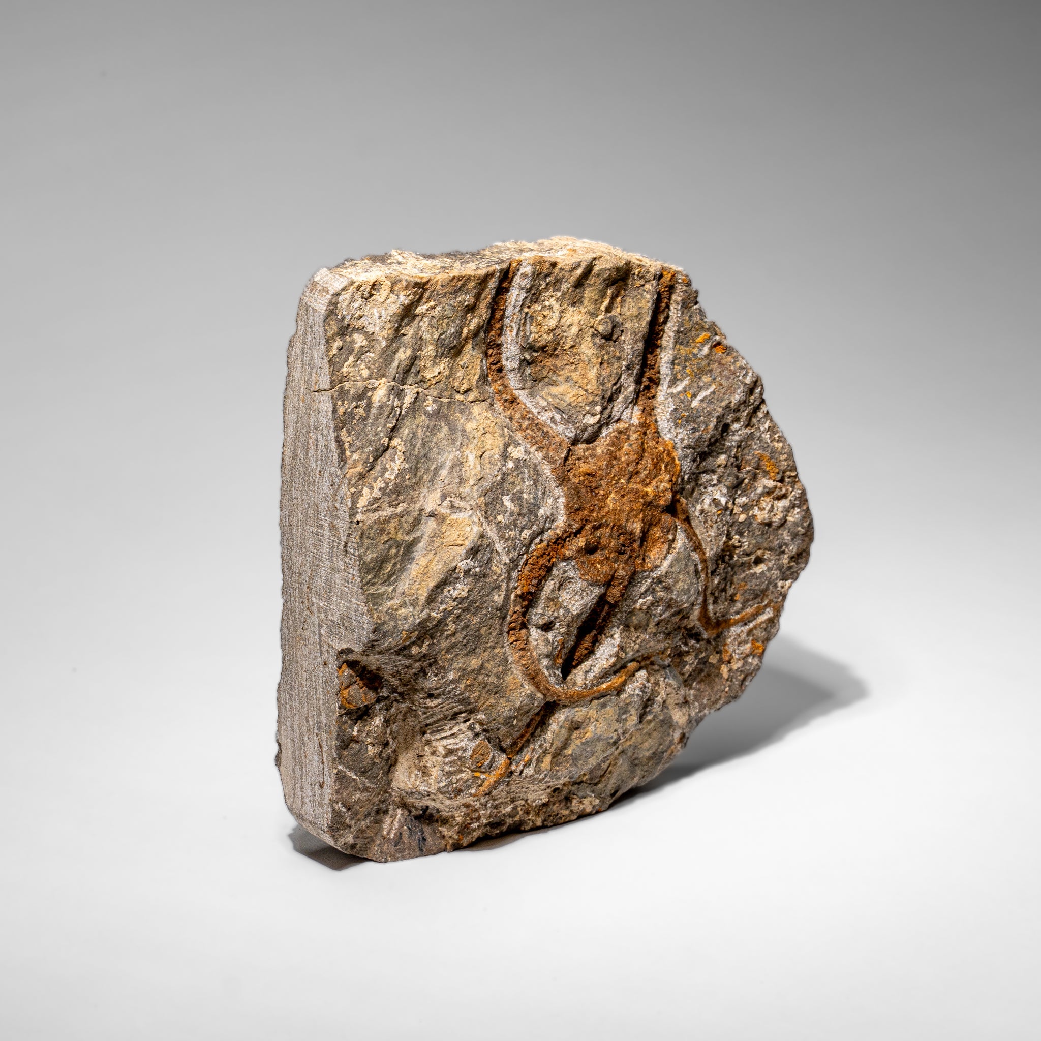 Genuine Ophiuroidea Brittle Star Fossil (2.35 lbs) by Astro Gallery of Gems - product image 4 for Resin Society