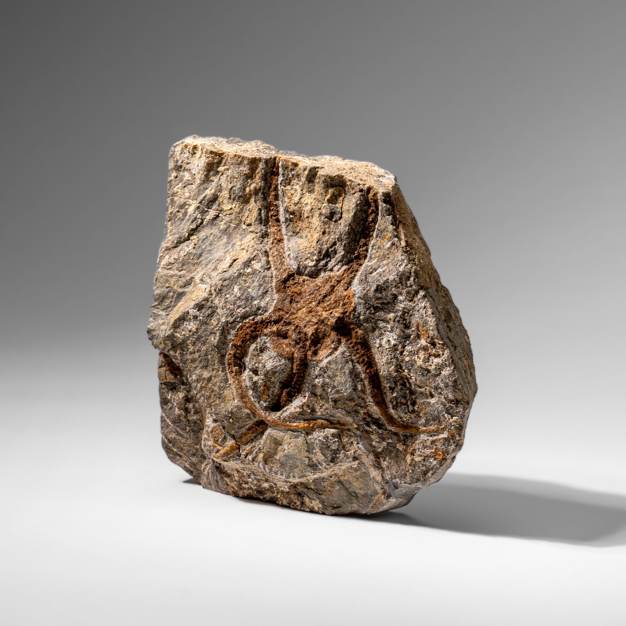Genuine Ophiuroidea Brittle Star Fossil (2.35 lbs) by Astro Gallery of Gems - product image 5 for Resin Society