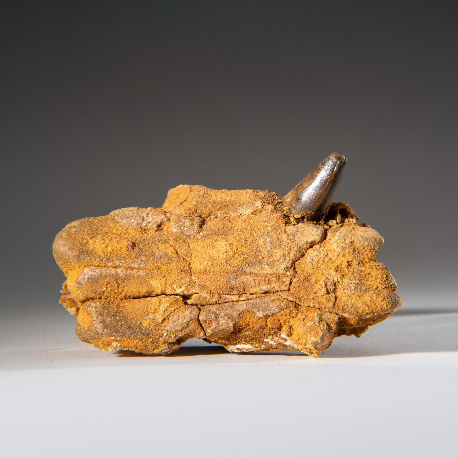 Genuine Mosasaur Tooth in a Fossilized Jaw bone by Astro Gallery of Gems - main product image for Resin Society
