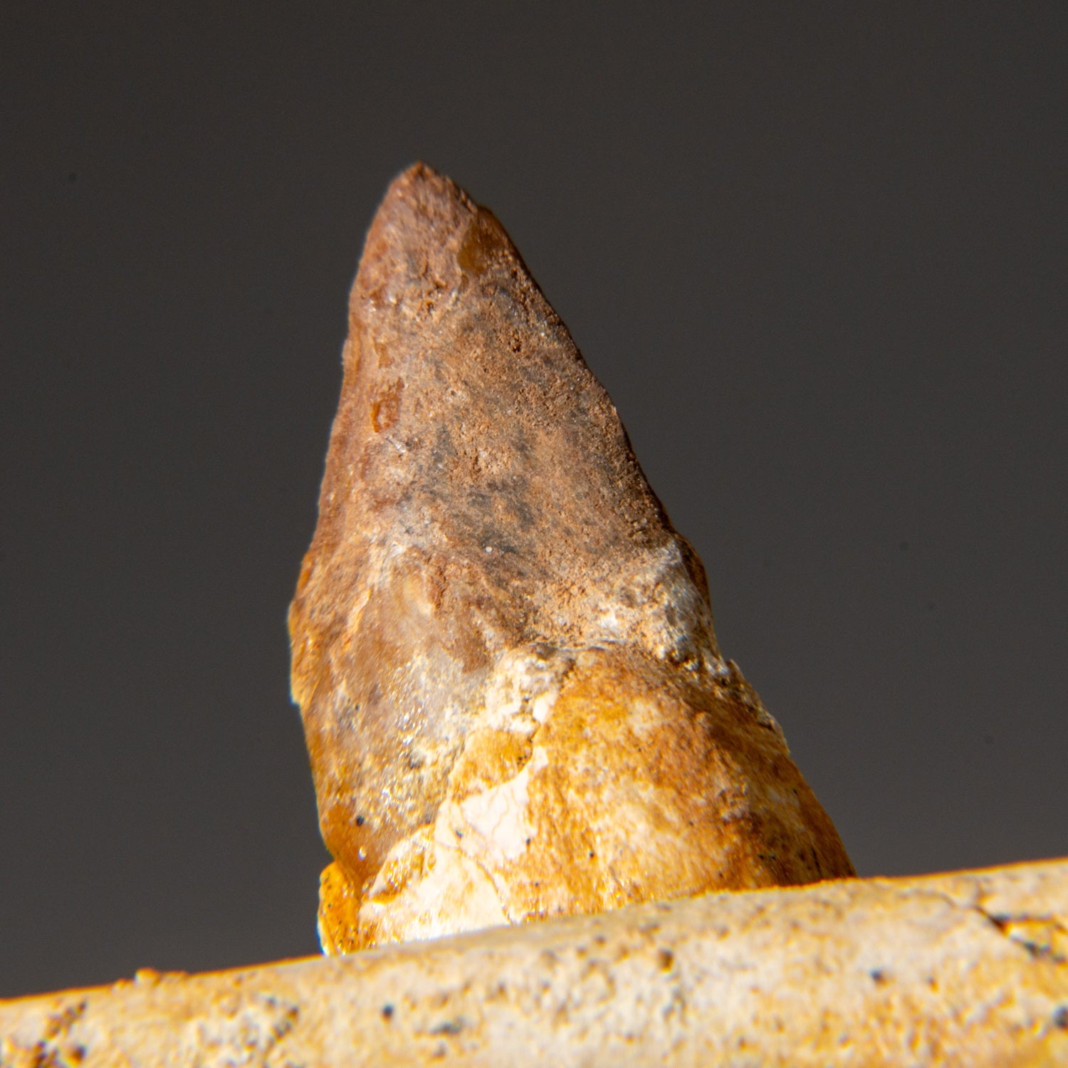 Genuine Mosasaur Tooth in a Fossilized Jaw bone by Astro Gallery of Gems - product image 7 for Resin Society