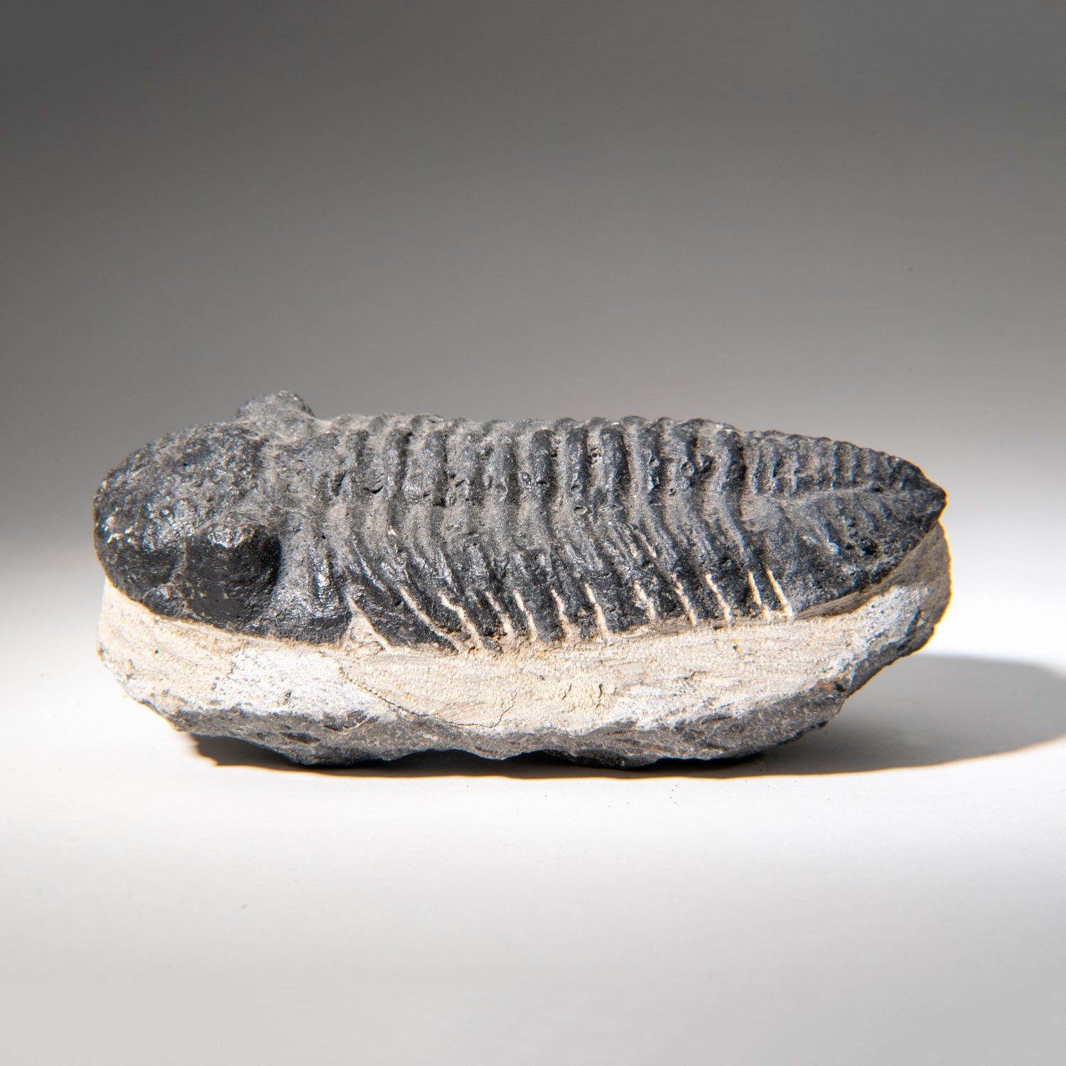 Genuine Asaphus Lepidurus Trilobite in Matrix from Morocco (1.3 lbs) by Astro Gallery of Gems - product image 3 for Resin Society