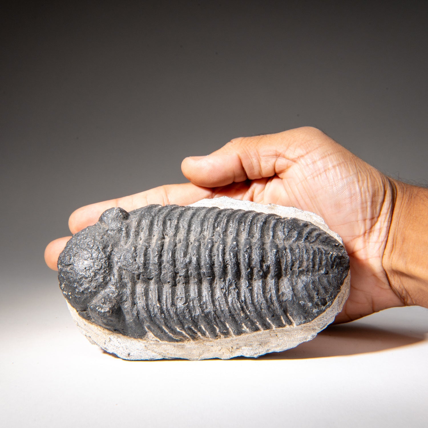 Genuine Asaphus Lepidurus Trilobite in Matrix from Morocco (1.3 lbs) by Astro Gallery of Gems - product image 2 for Resin Society