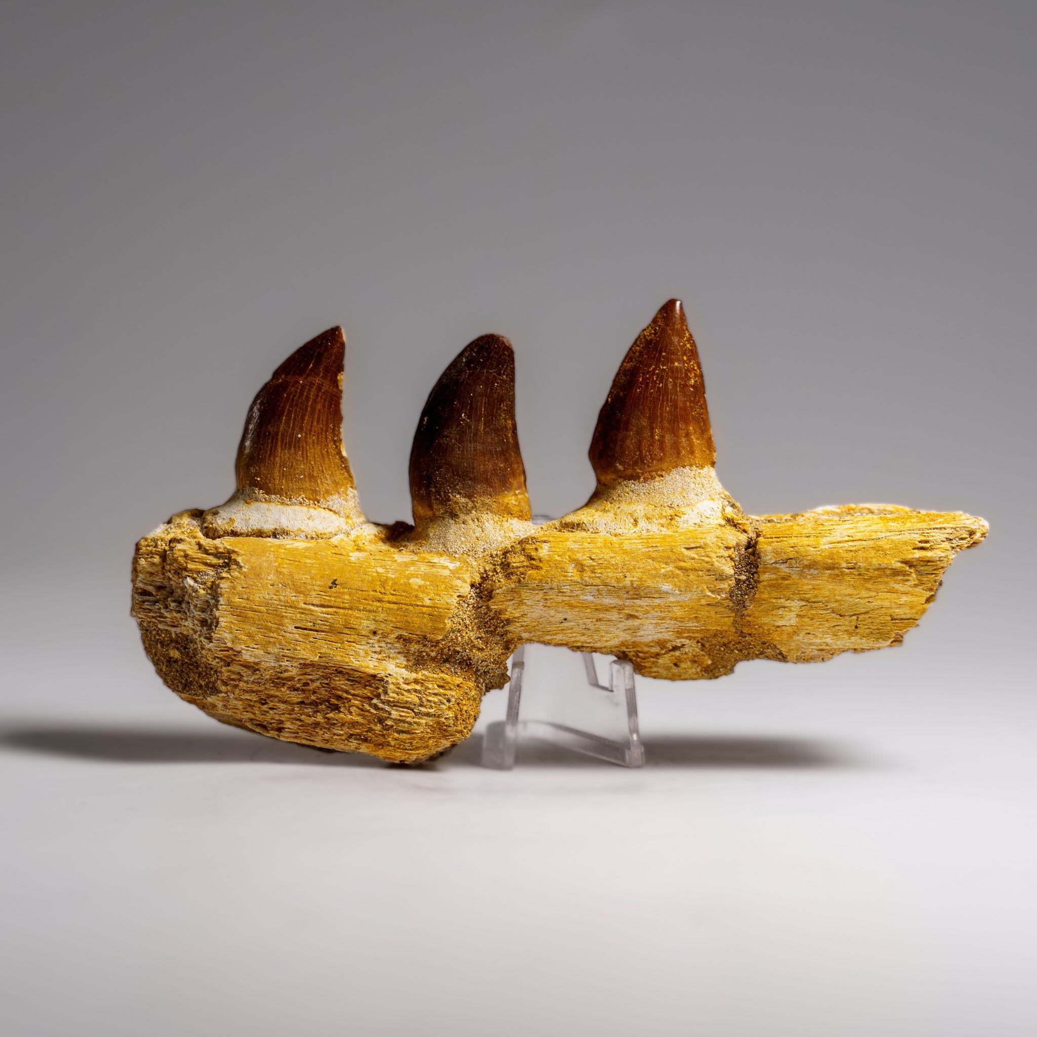 Genuine Mosasaur Tooth in a Fossilized Jaw bone (146.8 grams) by Astro Gallery of Gems - main product image for Resin Society