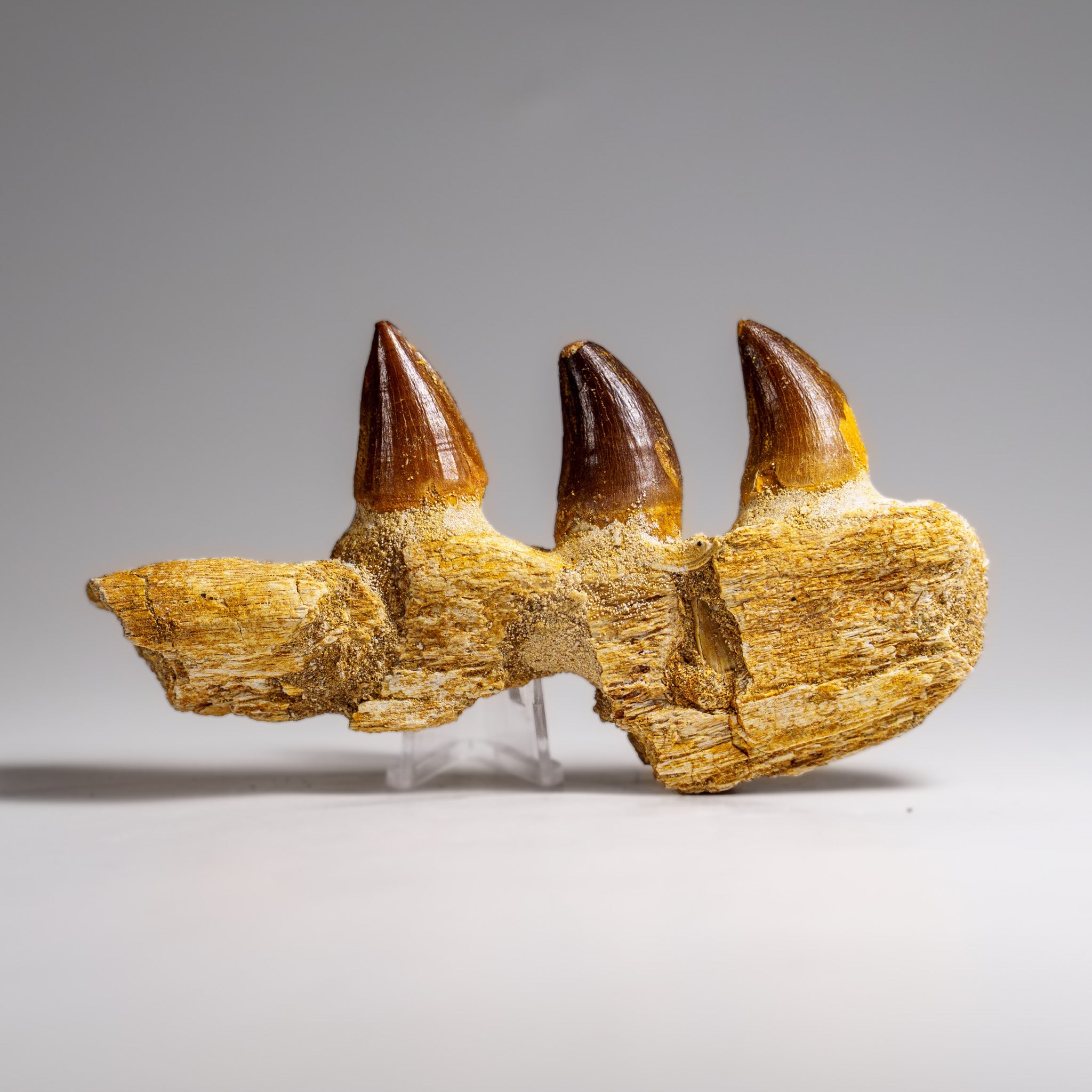 Genuine Mosasaur Tooth in a Fossilized Jaw bone (146.8 grams) by Astro Gallery of Gems - product image 7 for Resin Society