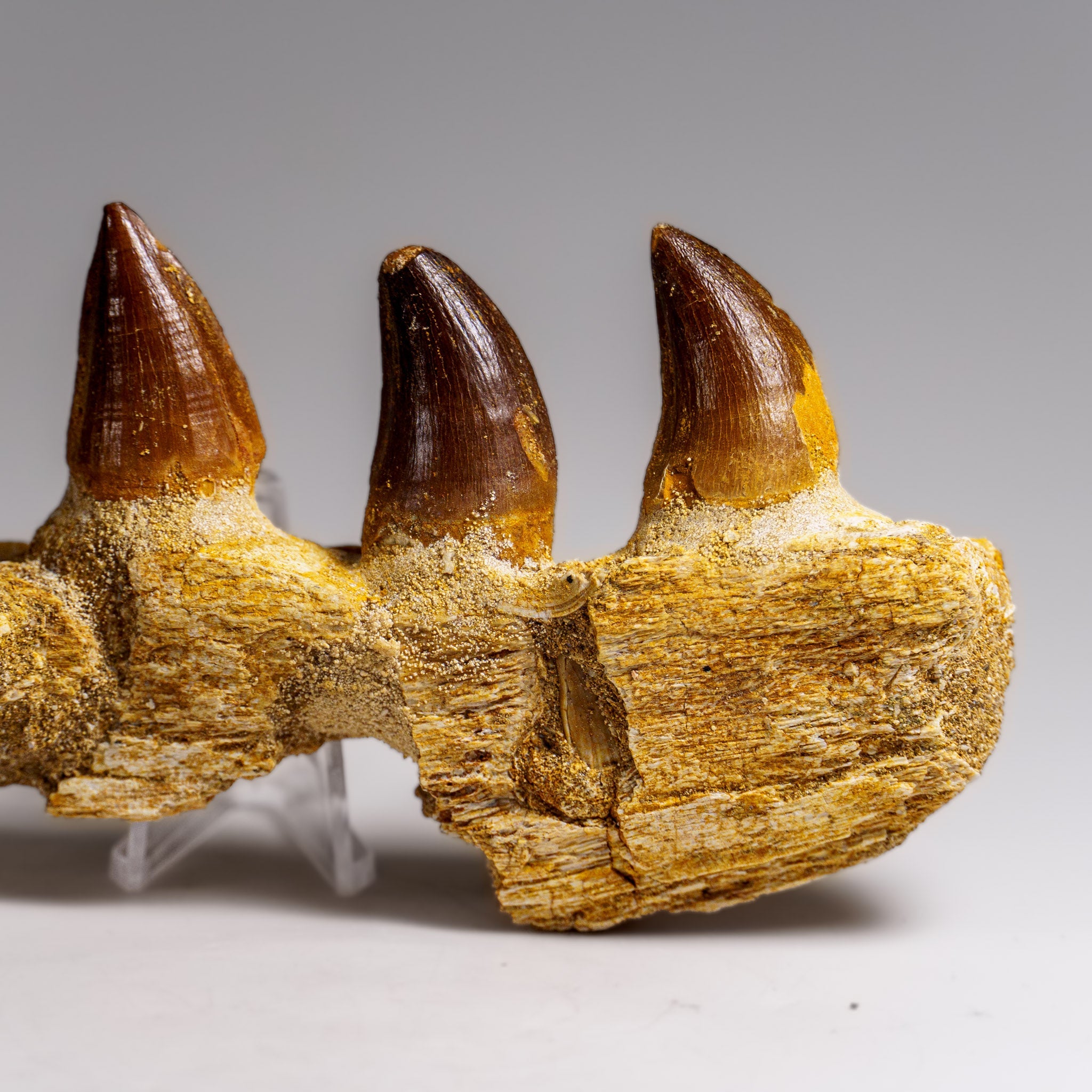 Genuine Mosasaur Tooth in a Fossilized Jaw bone (146.8 grams) by Astro Gallery of Gems - product image 2 for Resin Society