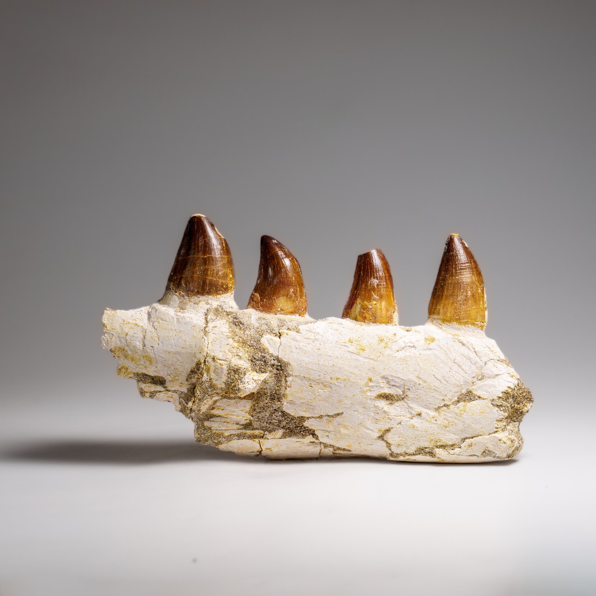 Genuine Mosasaur Tooth in a Fossilized Jaw bone (443.6 grams) by Astro Gallery of Gems - main product image for Resin Society