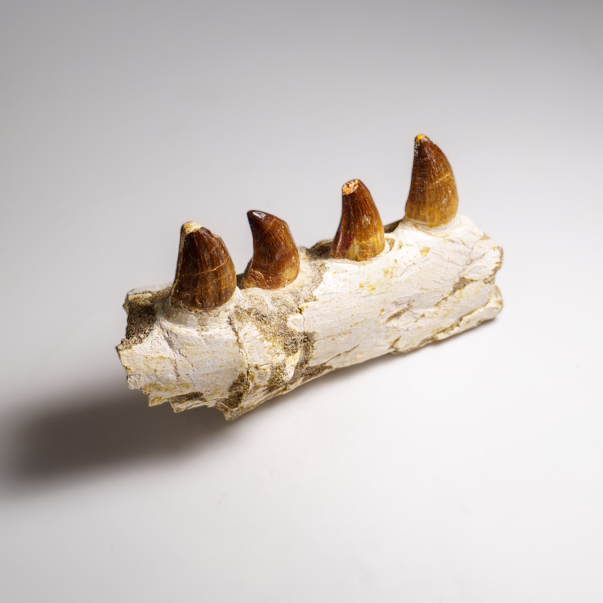 Genuine Mosasaur Tooth in a Fossilized Jaw bone (443.6 grams) by Astro Gallery of Gems - product image 6 for Resin Society
