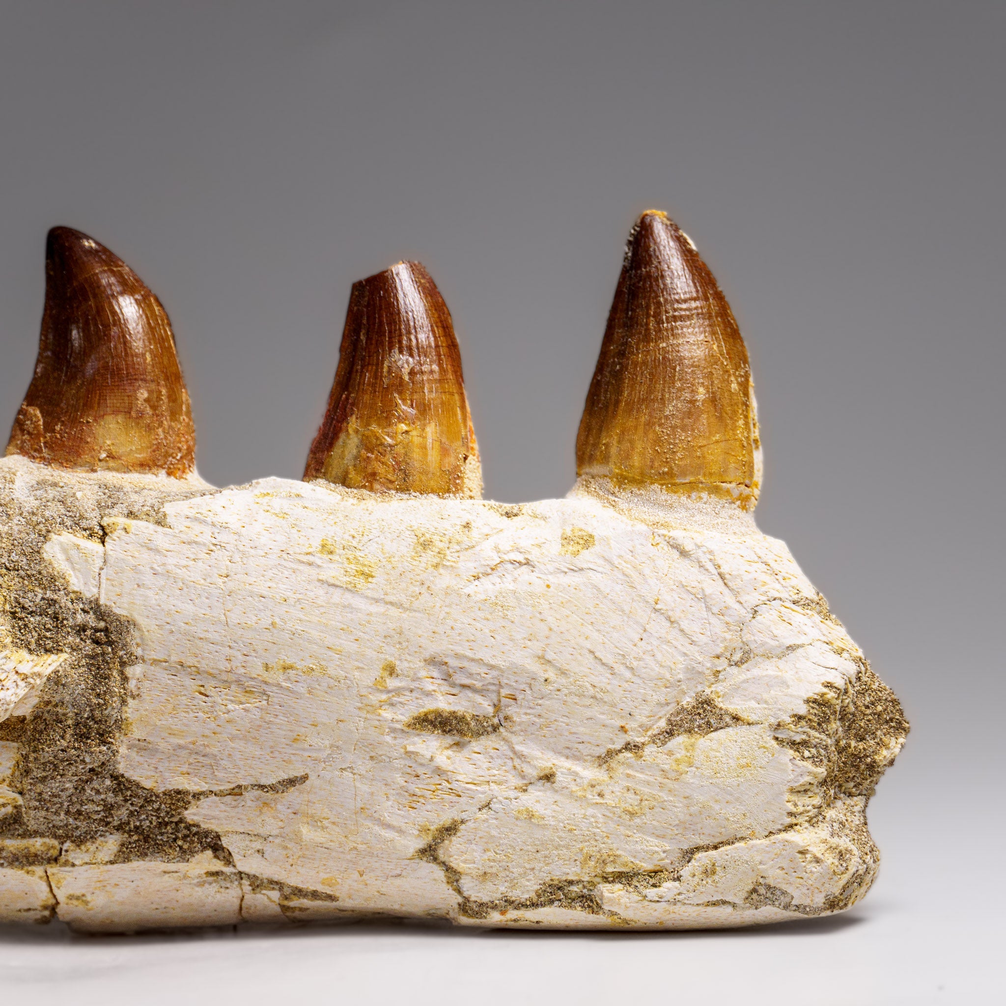 Genuine Mosasaur Tooth in a Fossilized Jaw bone (443.6 grams) by Astro Gallery of Gems - product image 2 for Resin Society