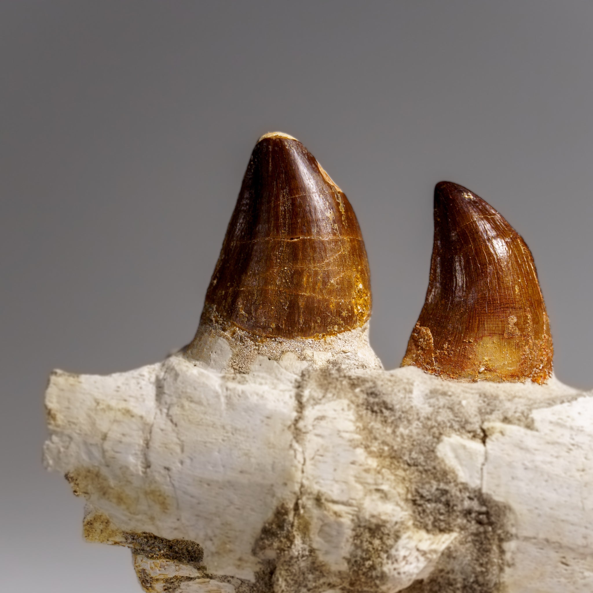 Genuine Mosasaur Tooth in a Fossilized Jaw bone (443.6 grams) by Astro Gallery of Gems - product image 7 for Resin Society