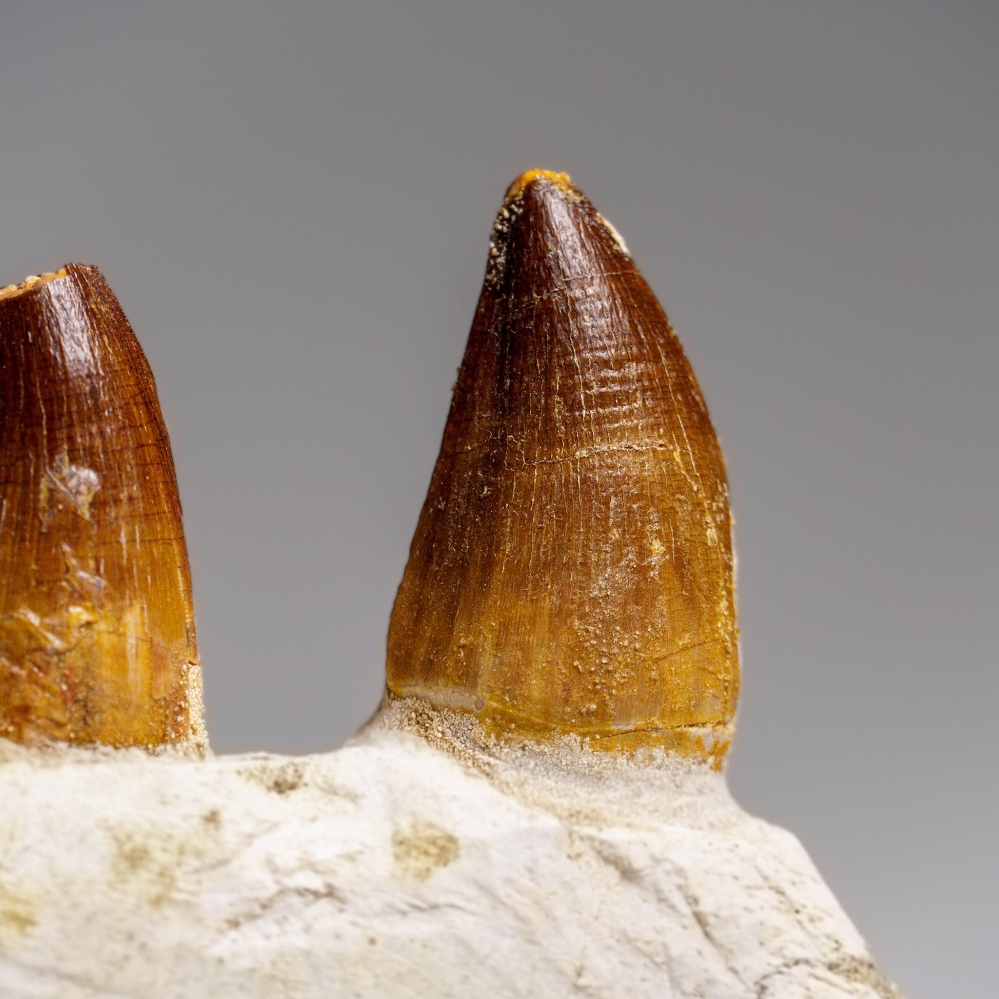 Genuine Mosasaur Tooth in a Fossilized Jaw bone (443.6 grams) by Astro Gallery of Gems - product image 8 for Resin Society