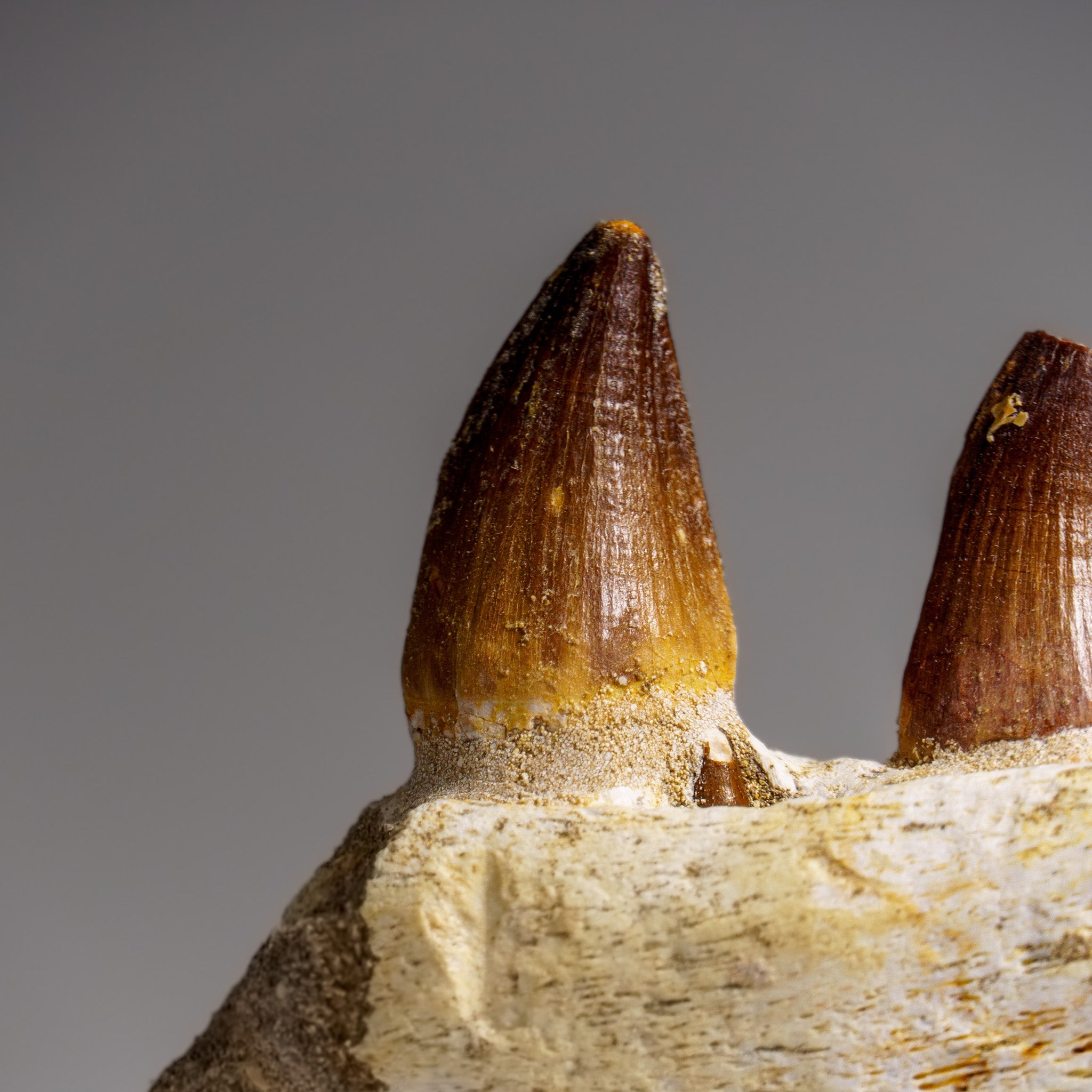 Genuine Mosasaur Tooth in a Fossilized Jaw bone (443.6 grams) by Astro Gallery of Gems - product image 9 for Resin Society
