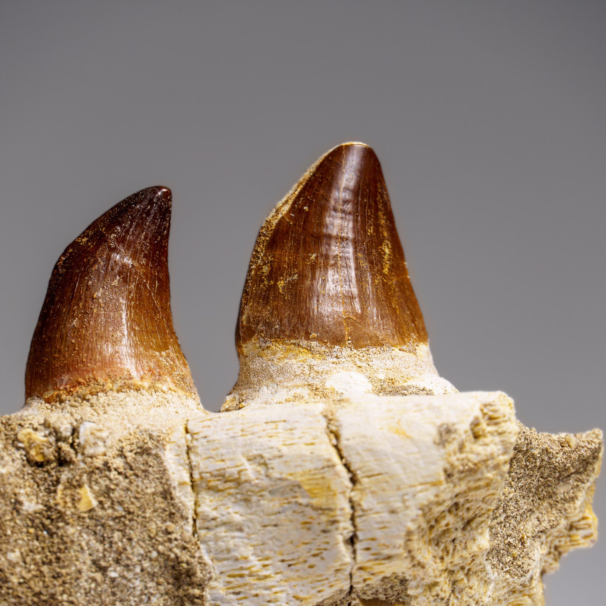 Genuine Mosasaur Tooth in a Fossilized Jaw bone (443.6 grams) by Astro Gallery of Gems - product image 10 for Resin Society