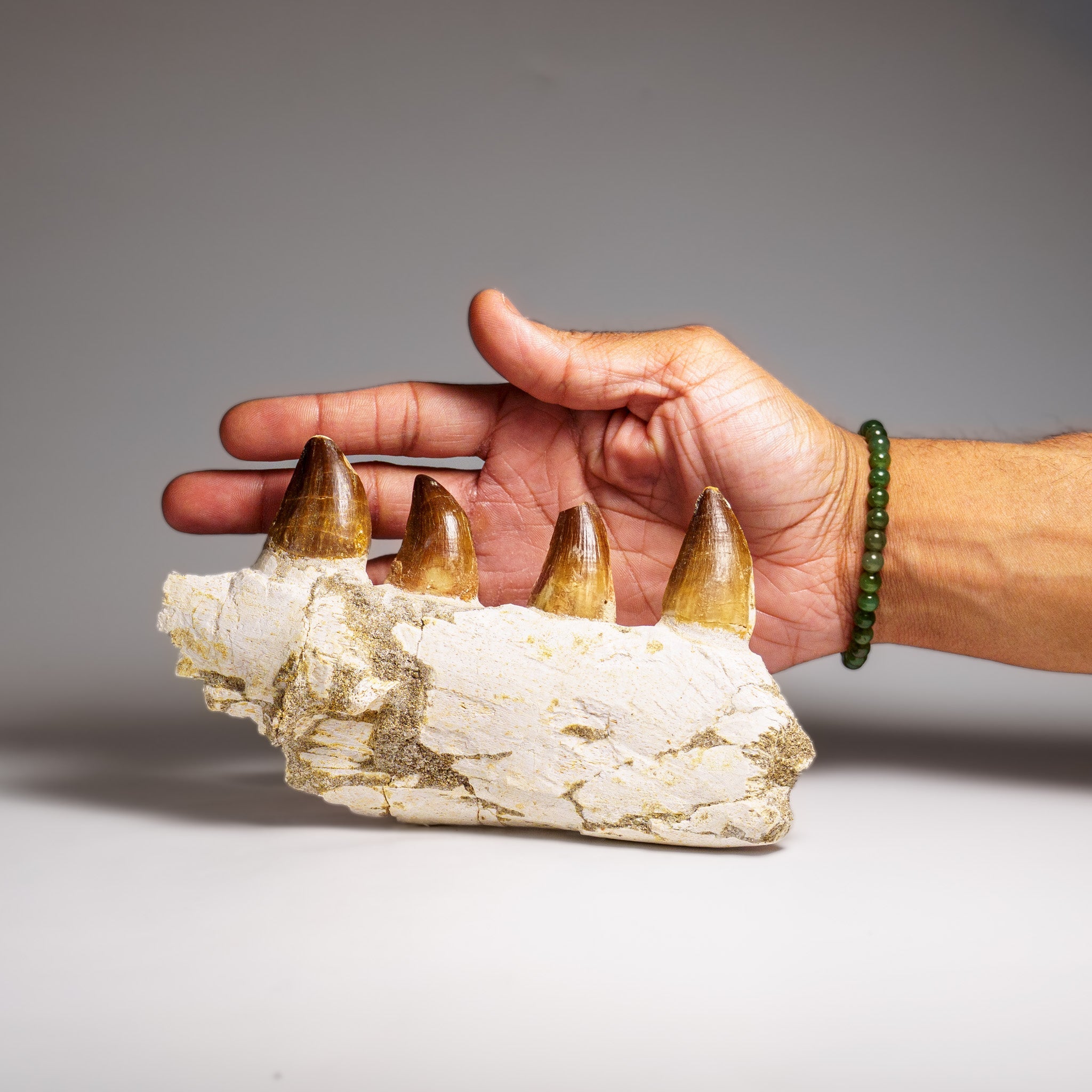 Genuine Mosasaur Tooth in a Fossilized Jaw bone (443.6 grams) by Astro Gallery of Gems - product image 3 for Resin Society
