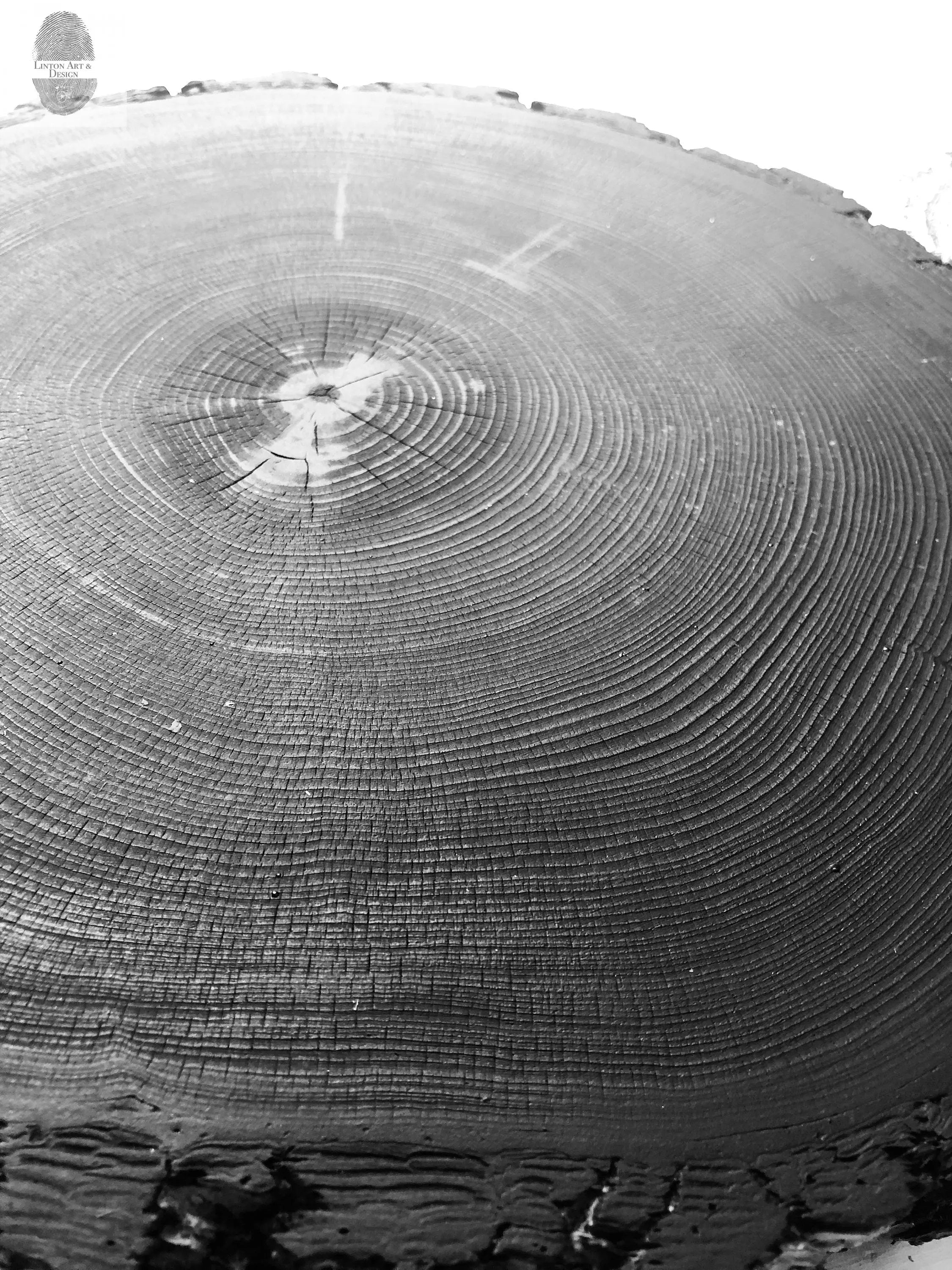 Denver Art, Rocky Mountains Tree Art, Pine Tree Art, Tree ring Print, Woodcut Print