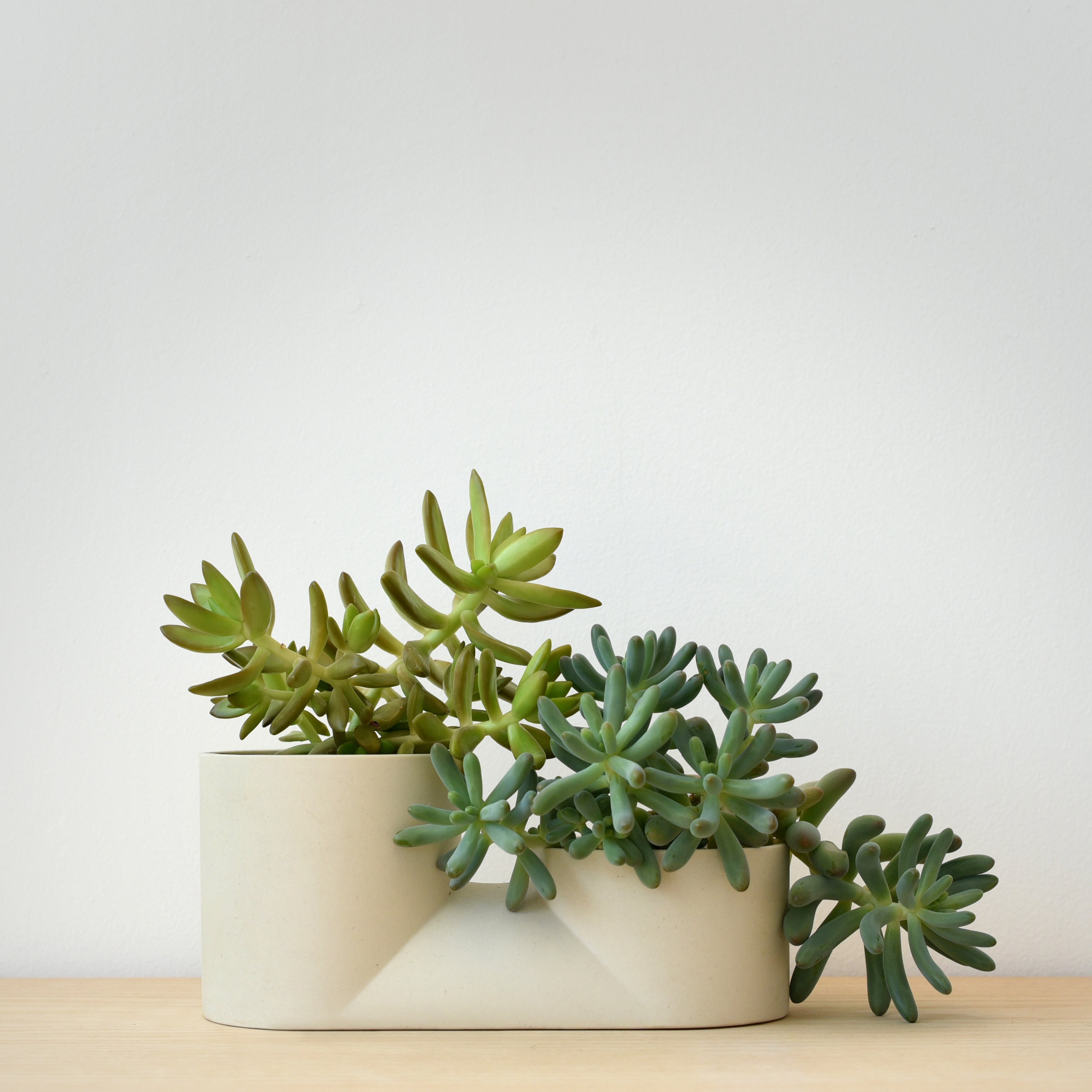 Misewell Double Planter displaying two small succulents in ceramic pot, color Dune