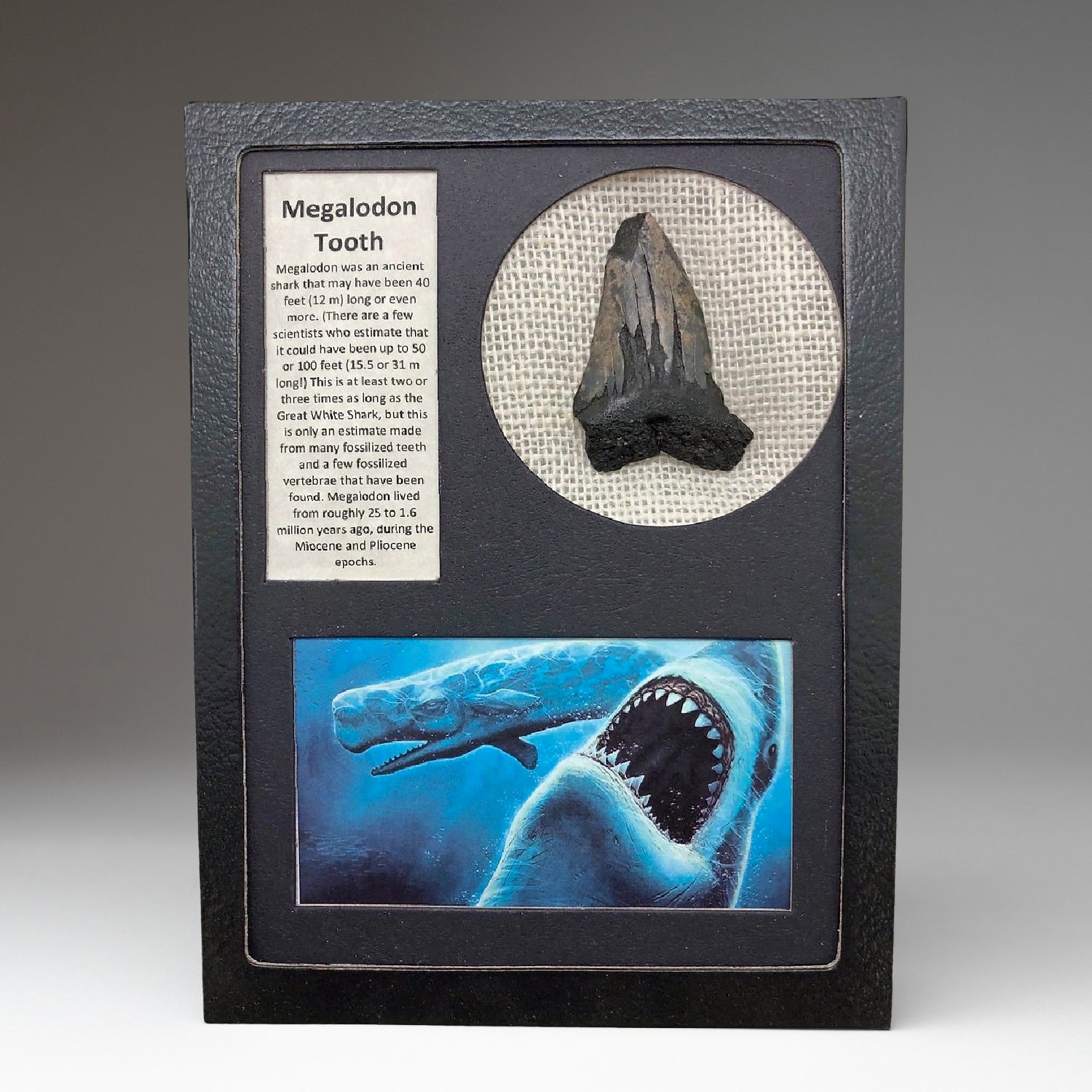 Genuine Megalodon shark tooth displayed in a rectangular box