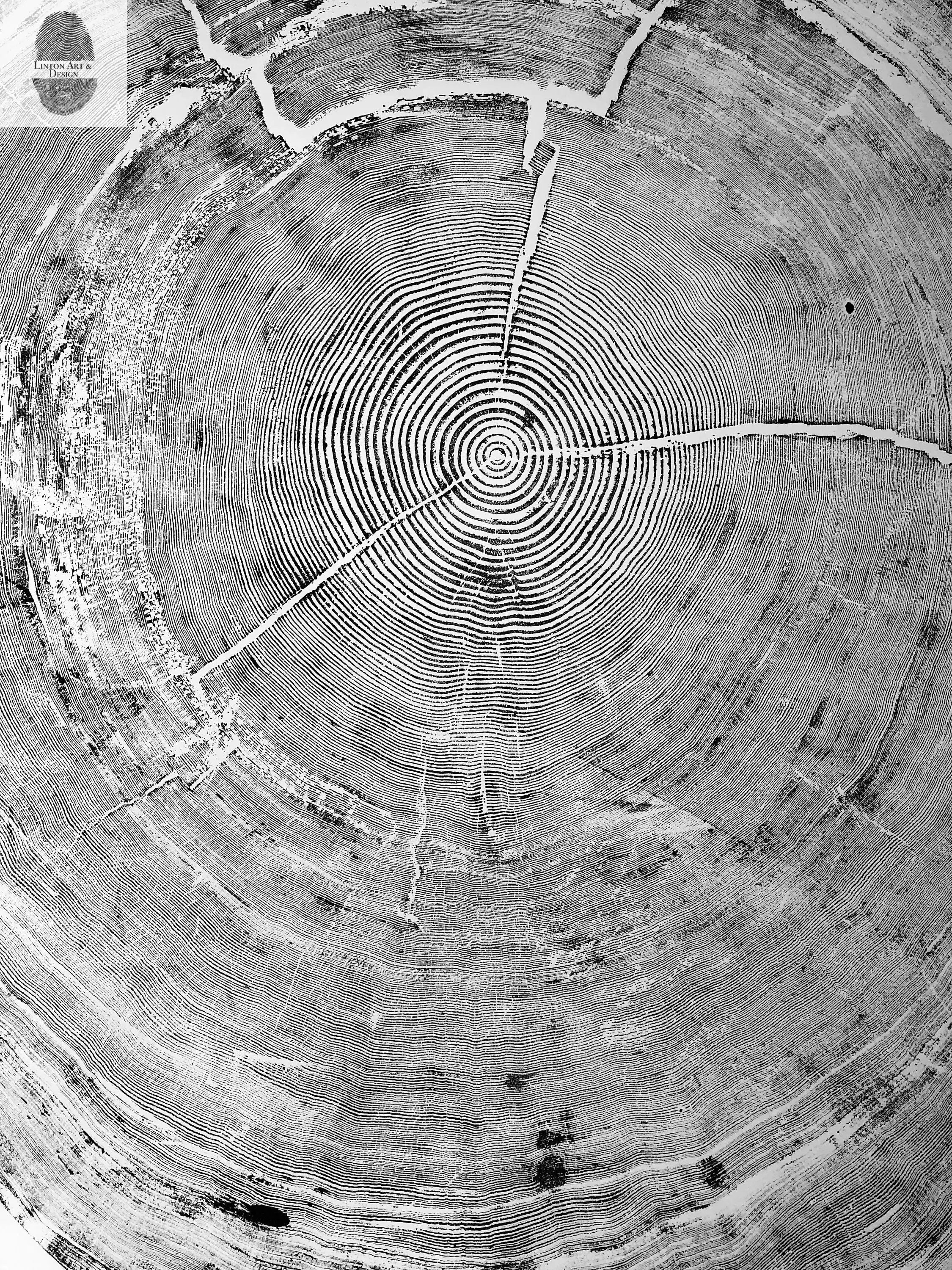Oregon Coast Sitka Spruce - 52x60 - Tree Wall Art by lintonart - product image 7 for Resin Society