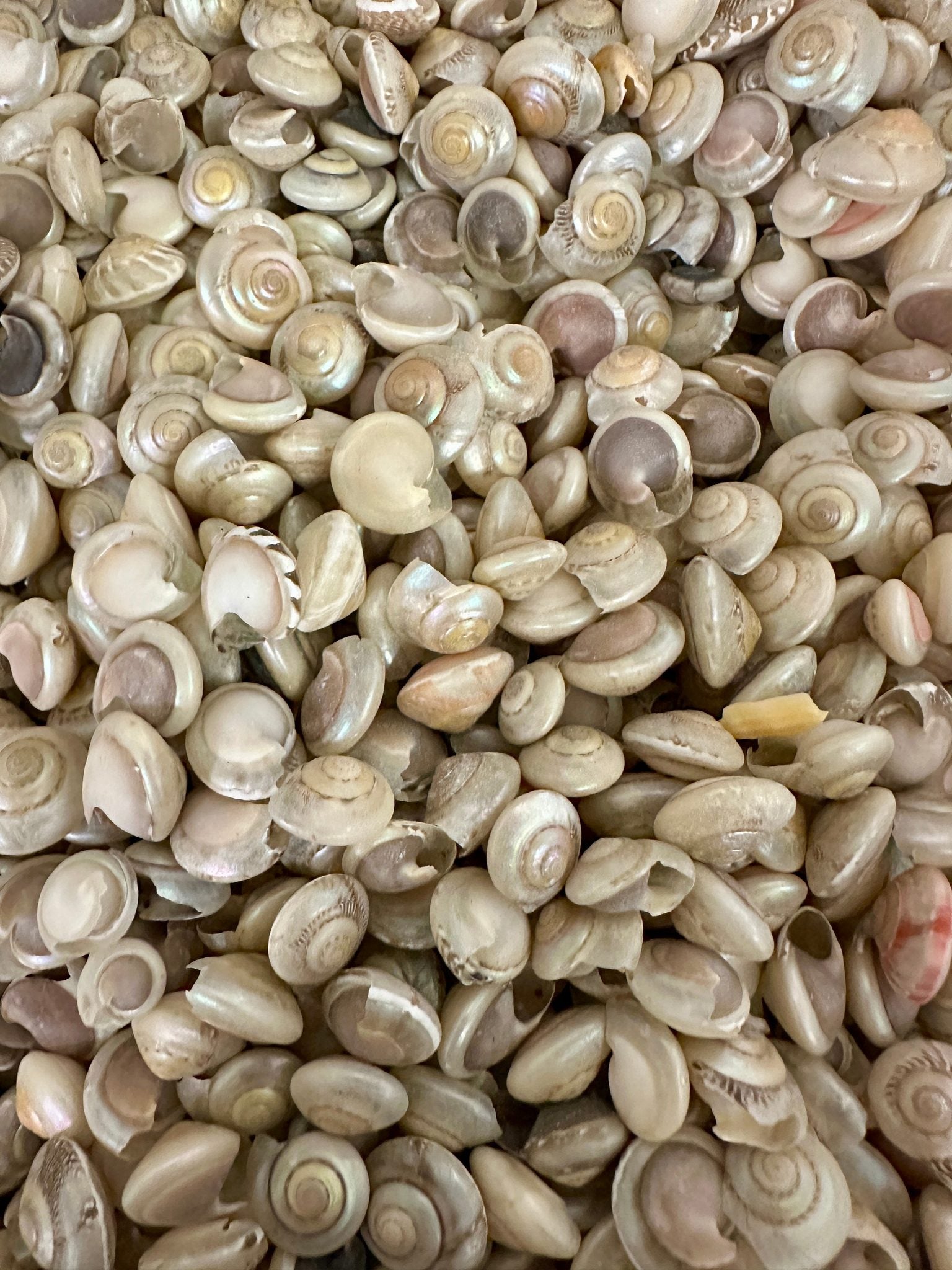 Bulk pearl umbonium button snail shells with natural pearly spiral finish for crafts