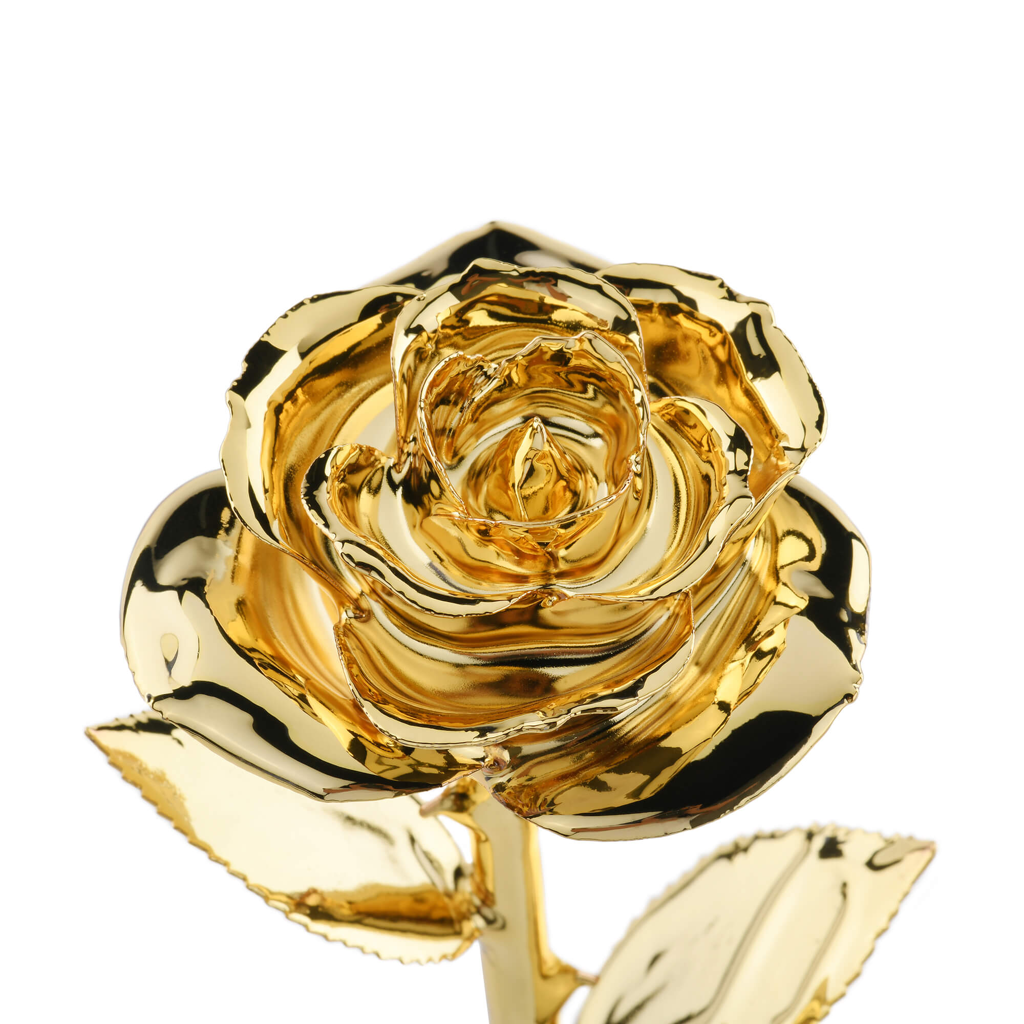 Timeless Rose (Gold) by ROSEPHORIA