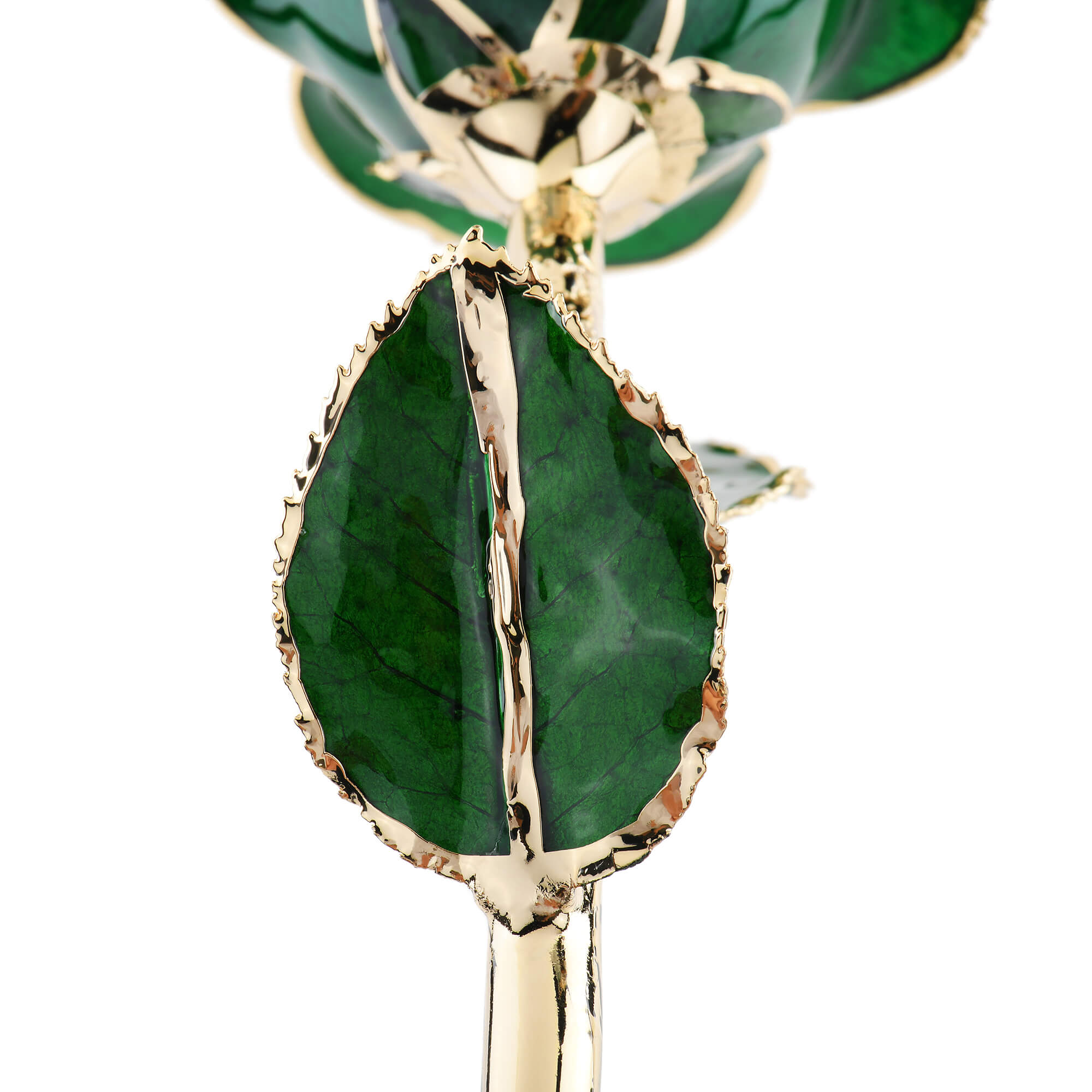 Timeless Rose (Green) by ROSEPHORIA