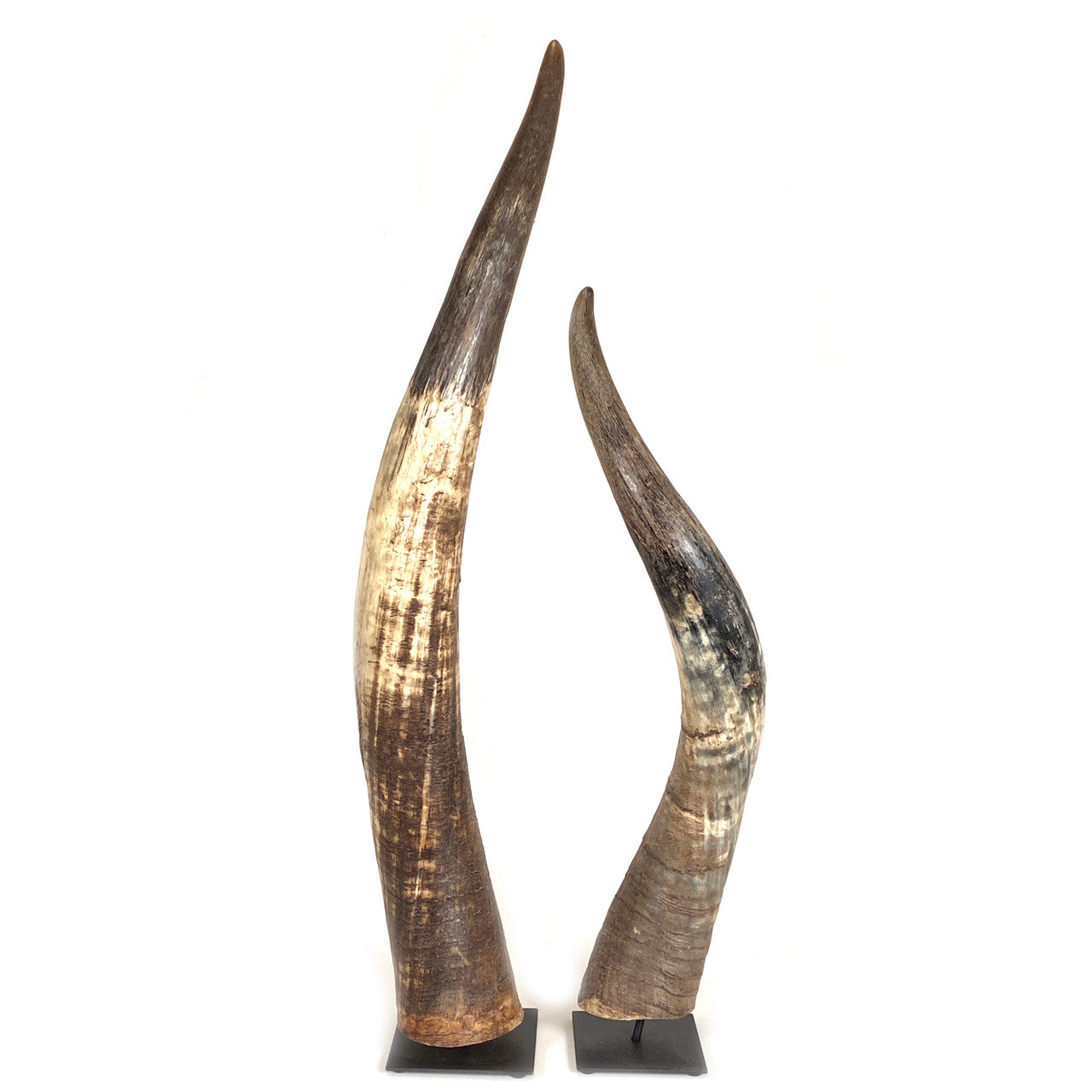 Mounted N'dama horn with natural markings and coloration displayed upright