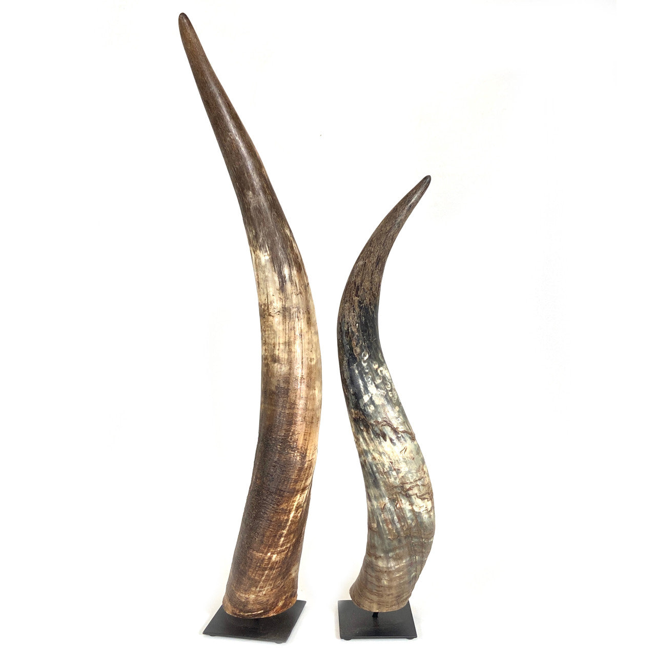 Decorative N'dama Horn