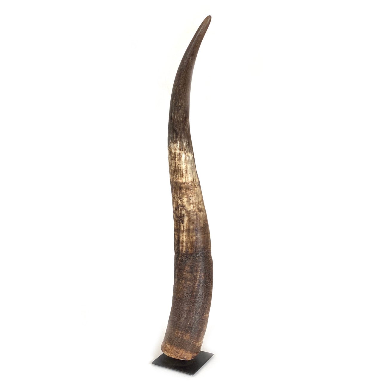 Decorative N'dama Horn