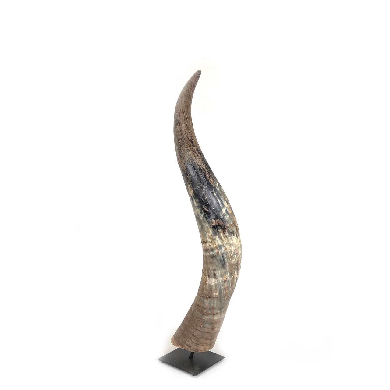 Decorative N'dama Horn